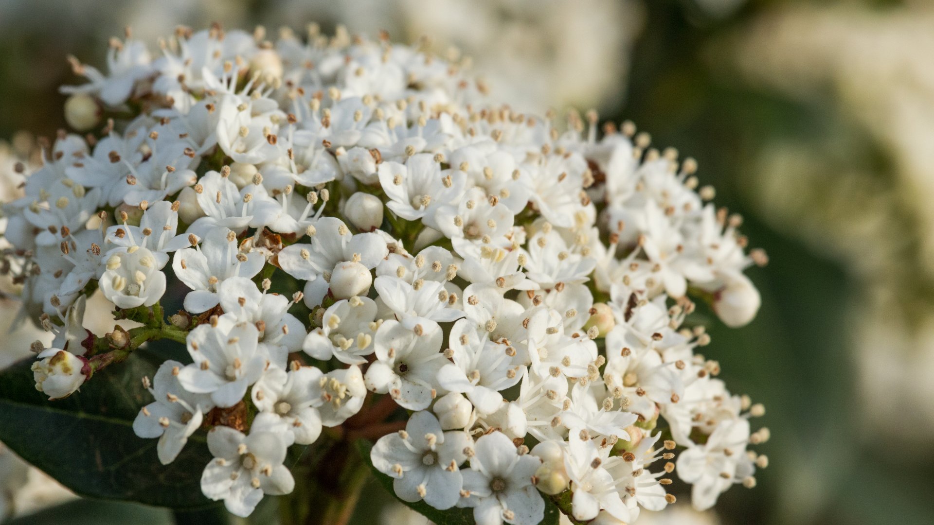 Ha téli bangitád van, akkor télen se maradsz virág nélkül