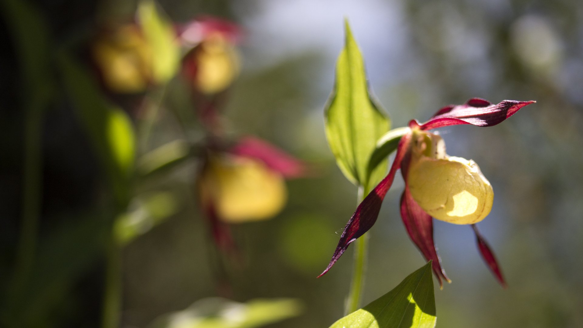 Mutatjuk, mikor virágzik Magyarország legnagyobb orchideája