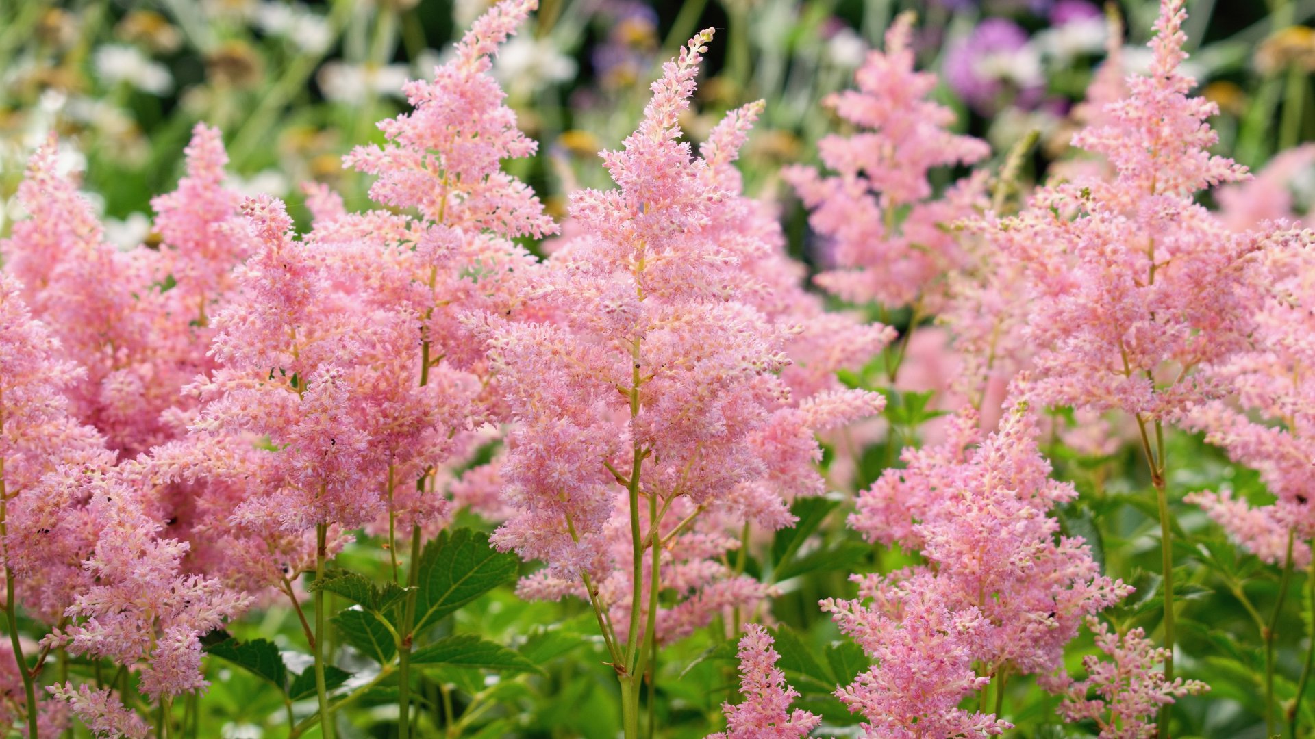 Kora tavasszal ültessük el az árnyékban növő csodát, a tollbugát