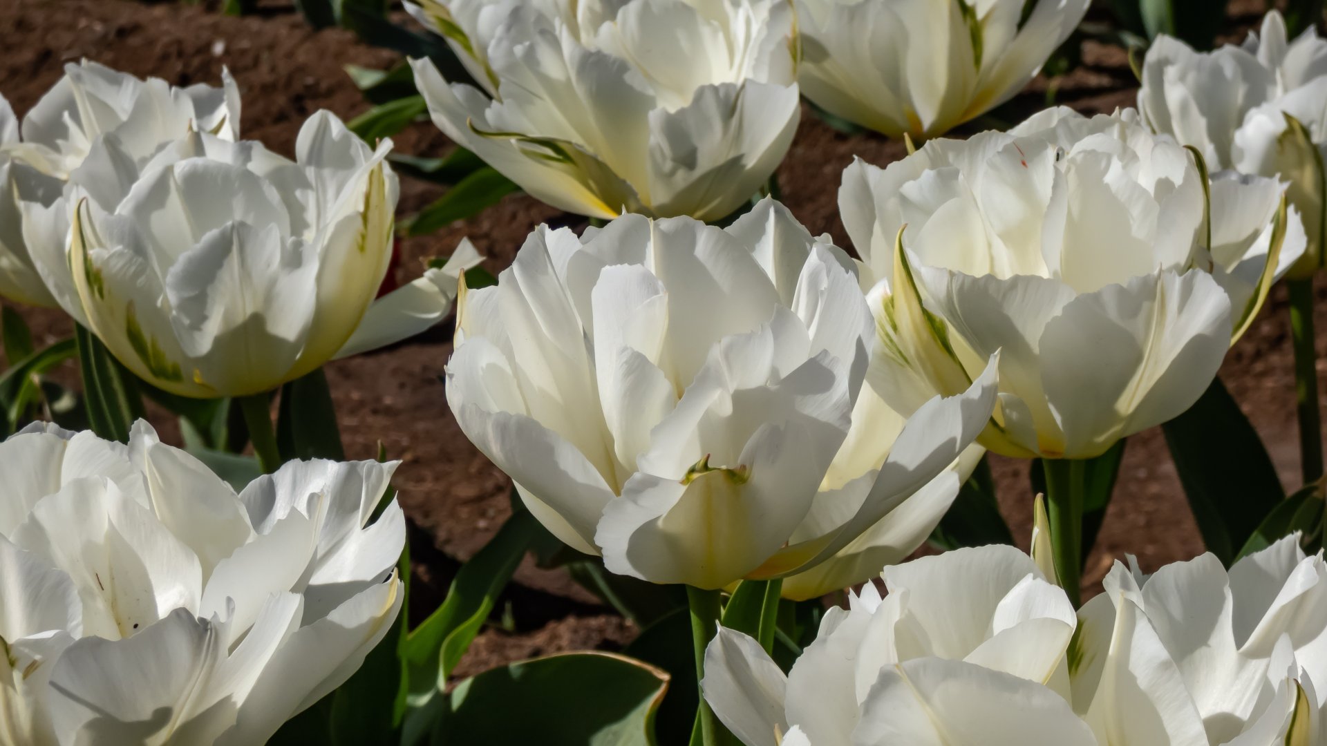 Csodaszép fehér tulipánok – ez az 5 legkülönlegesebb fehér tulipán fajta Csodaszép fehér tulipánok – ez az 5 legkülönlegesebb fehér tulipán fajta