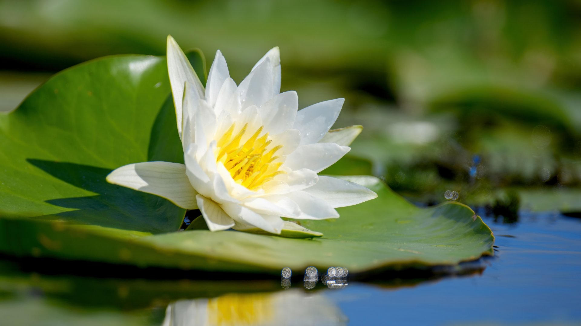 A fehér tündérrózsa lett az év vadvirága