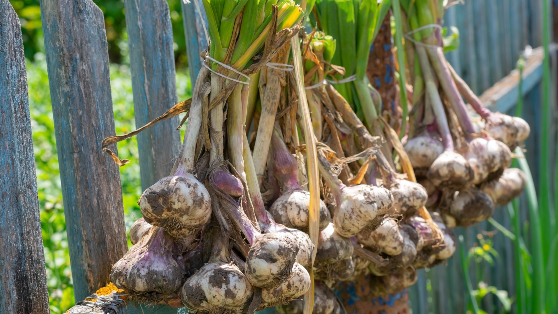 Mi az oka, ha nem kel ki a fokhagymám a kertben?