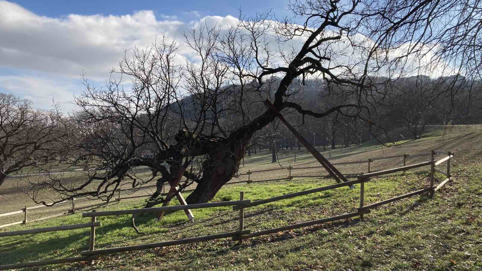 Több mint 300 éves ez az eperfa, ami a Tabánon áll, csodás dolgot szimbolizál