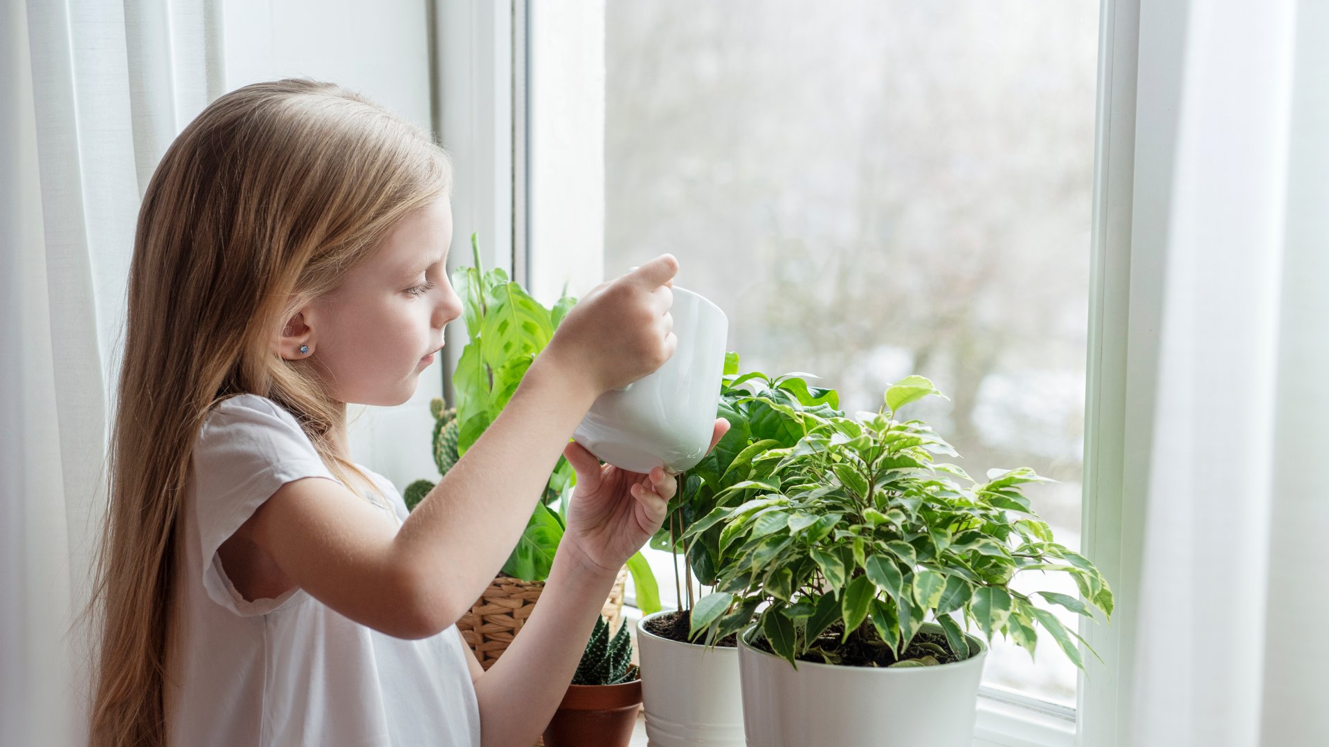Ezzel a trükkel mentsd meg a szobanövényeidet a téli fűtés száraz levegőjétől!