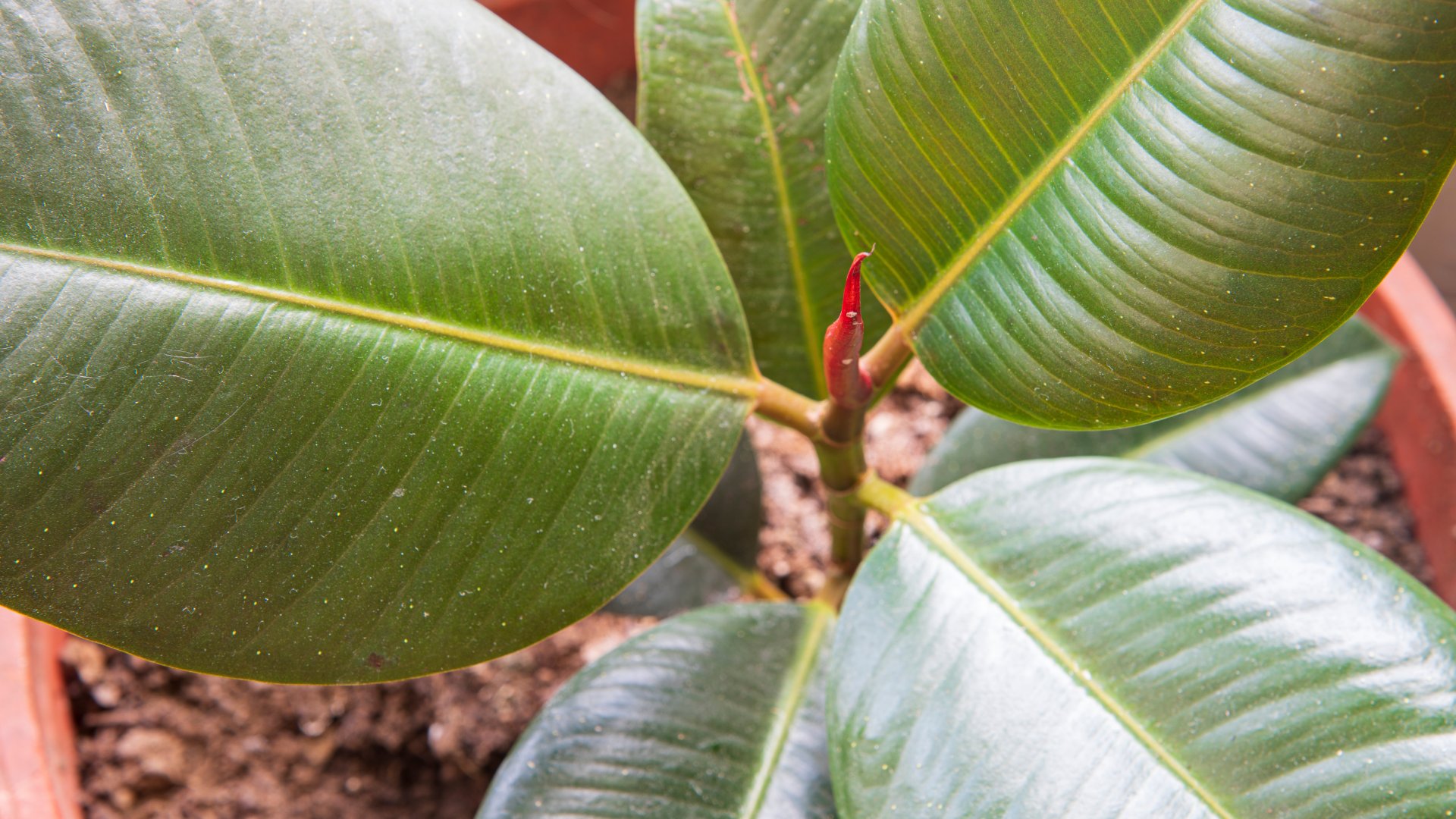 A szakértők szerint ezek lesznek 2024 legnépszerűbb szobanövényei
