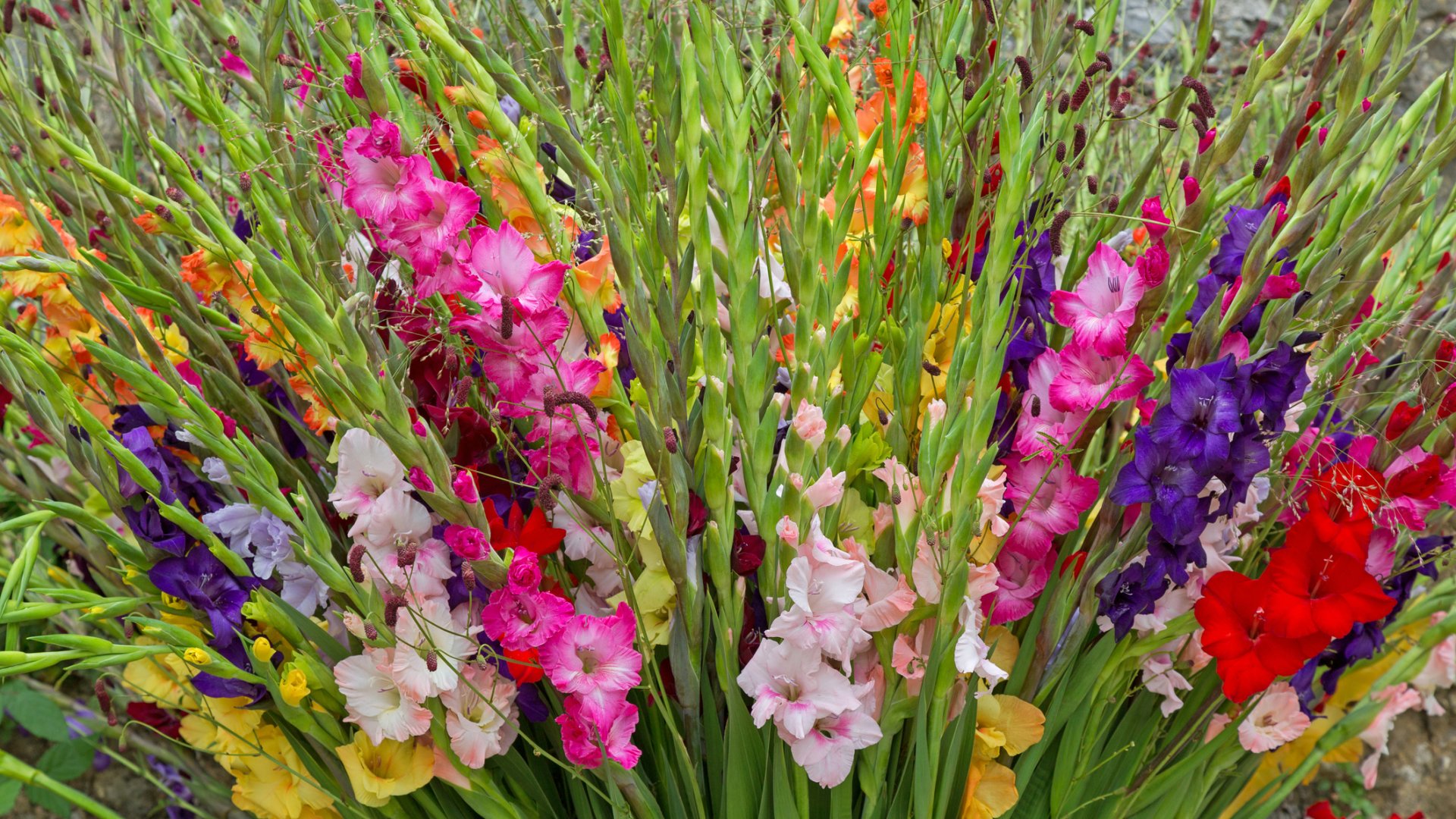 Kerted legszebb virága lehet - Mikor és hogyan kell elültetni a kardvirágot? 