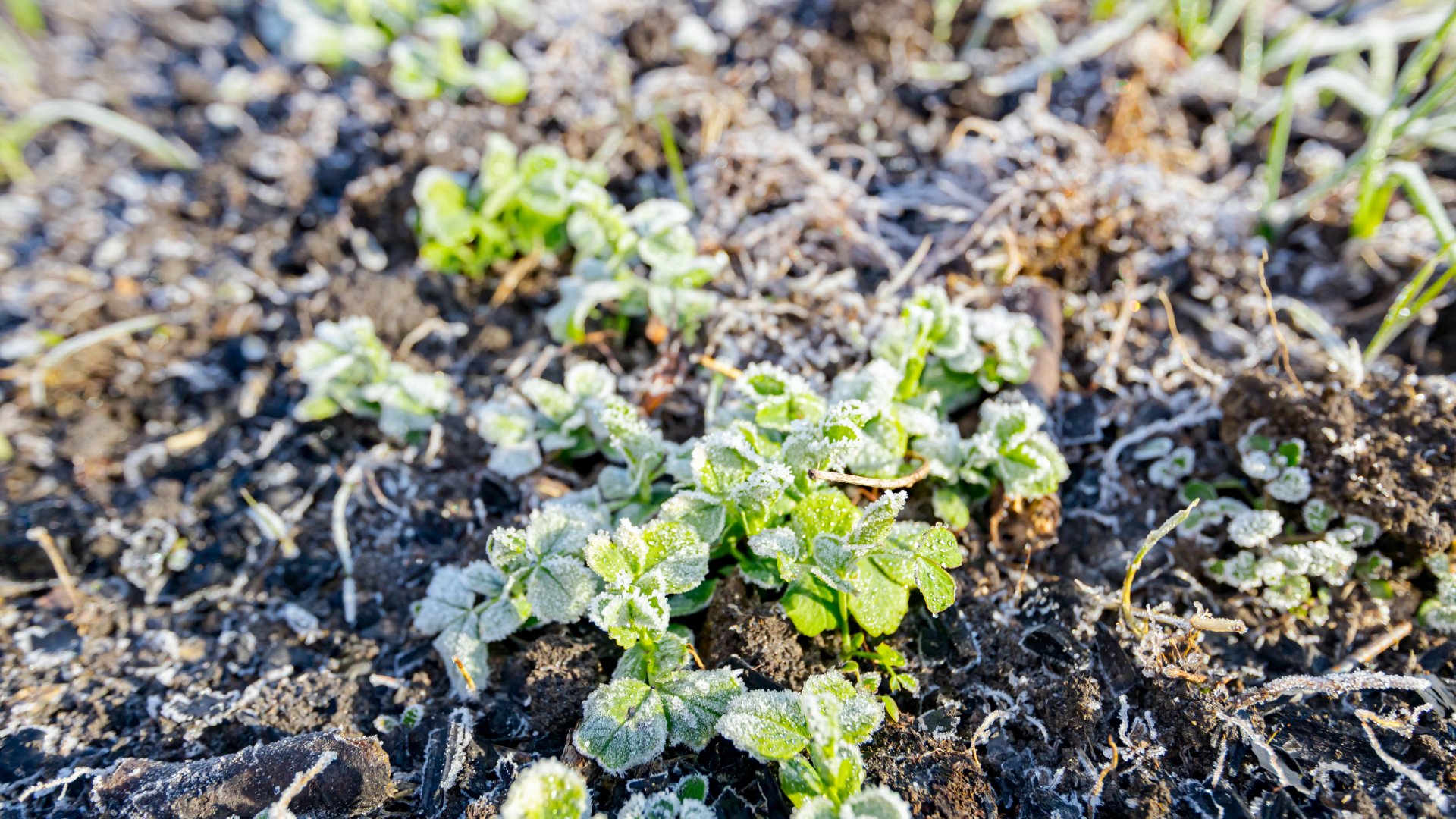 Ültessünk el a korai borsót már januárban: tippek és trükkök a sikeres termesztéshez