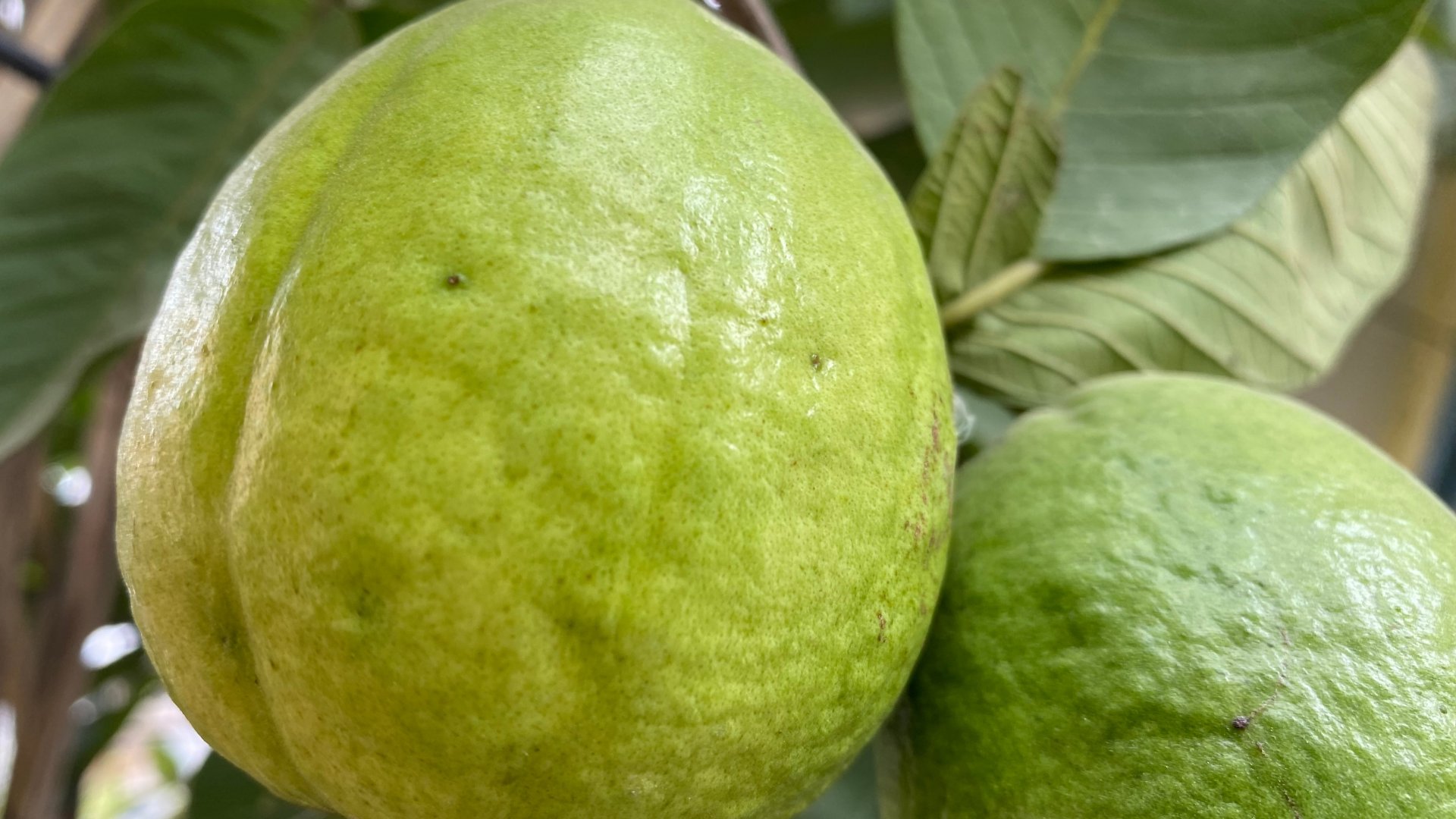 5 legmagasabb C-vitamin tartalommal rendelkező gyümölcs a téli hónapokra 5 legmagasabb C-vitamin tartalommal rendelkező gyümölcs a téli hónapokra