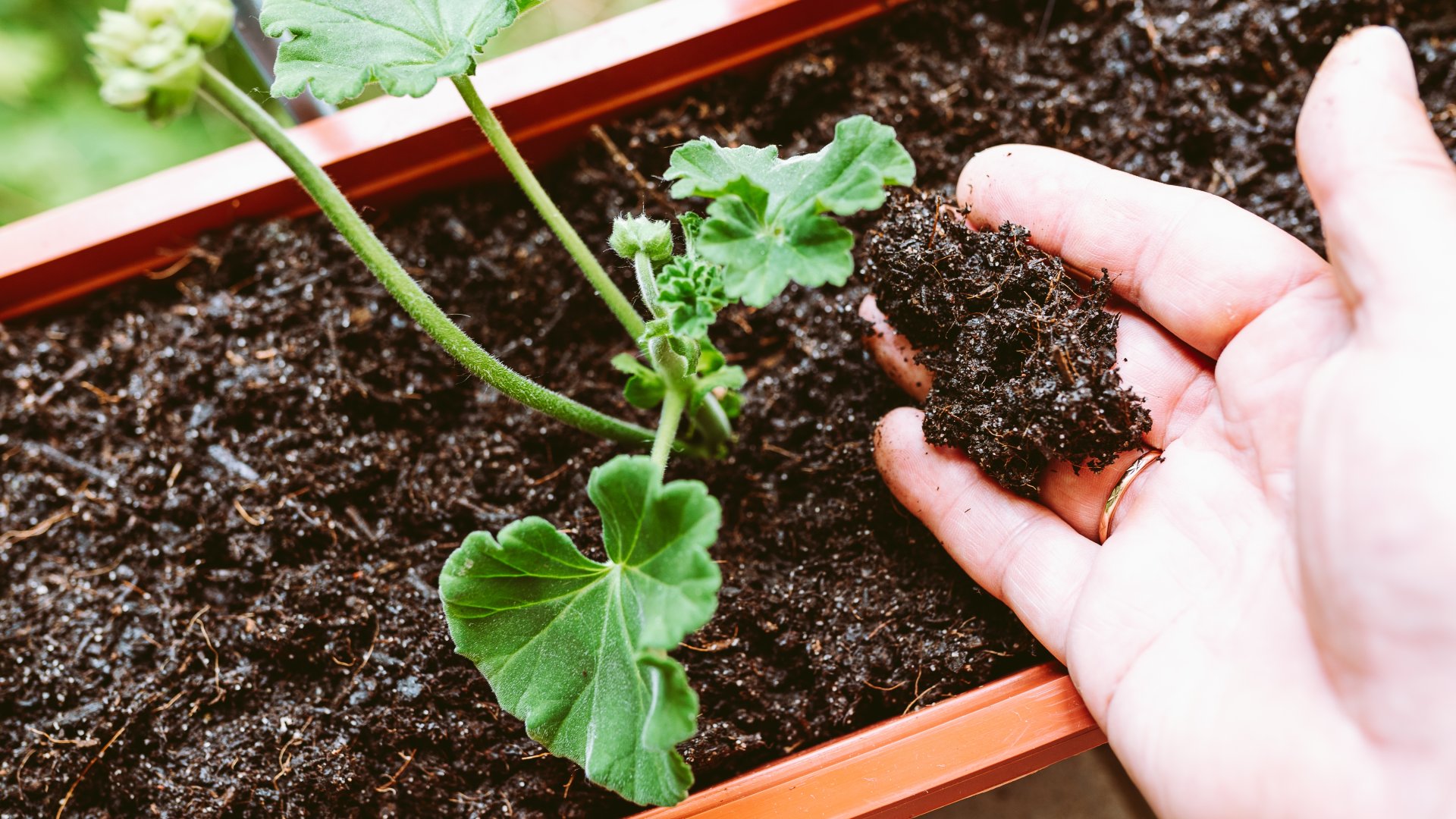 Ennek az 5 népszerű növénynek a magját már januárban el kell vetned