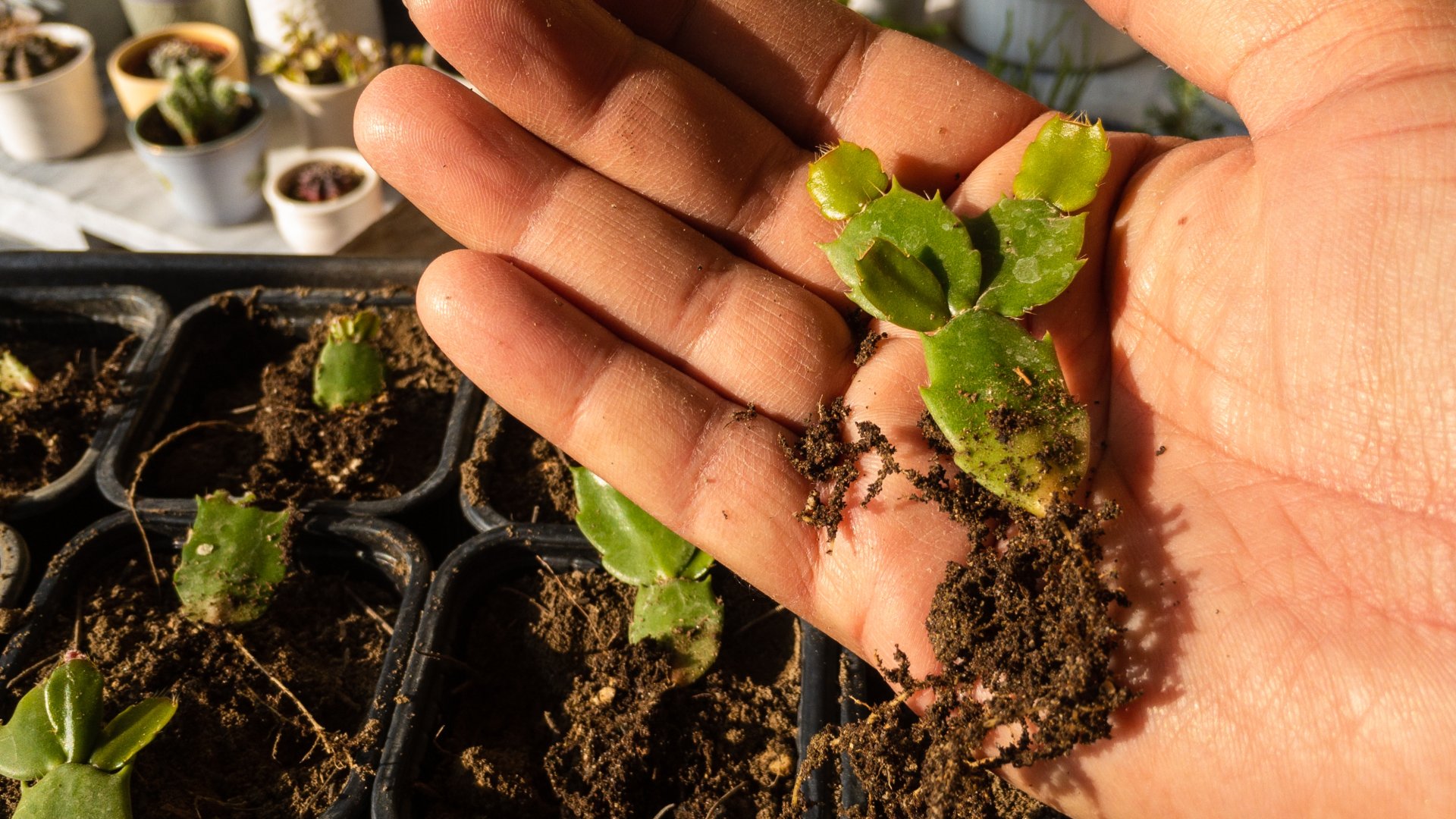 Rothad a karácsonyi kaktusz gyökere - Mit kell tenni?