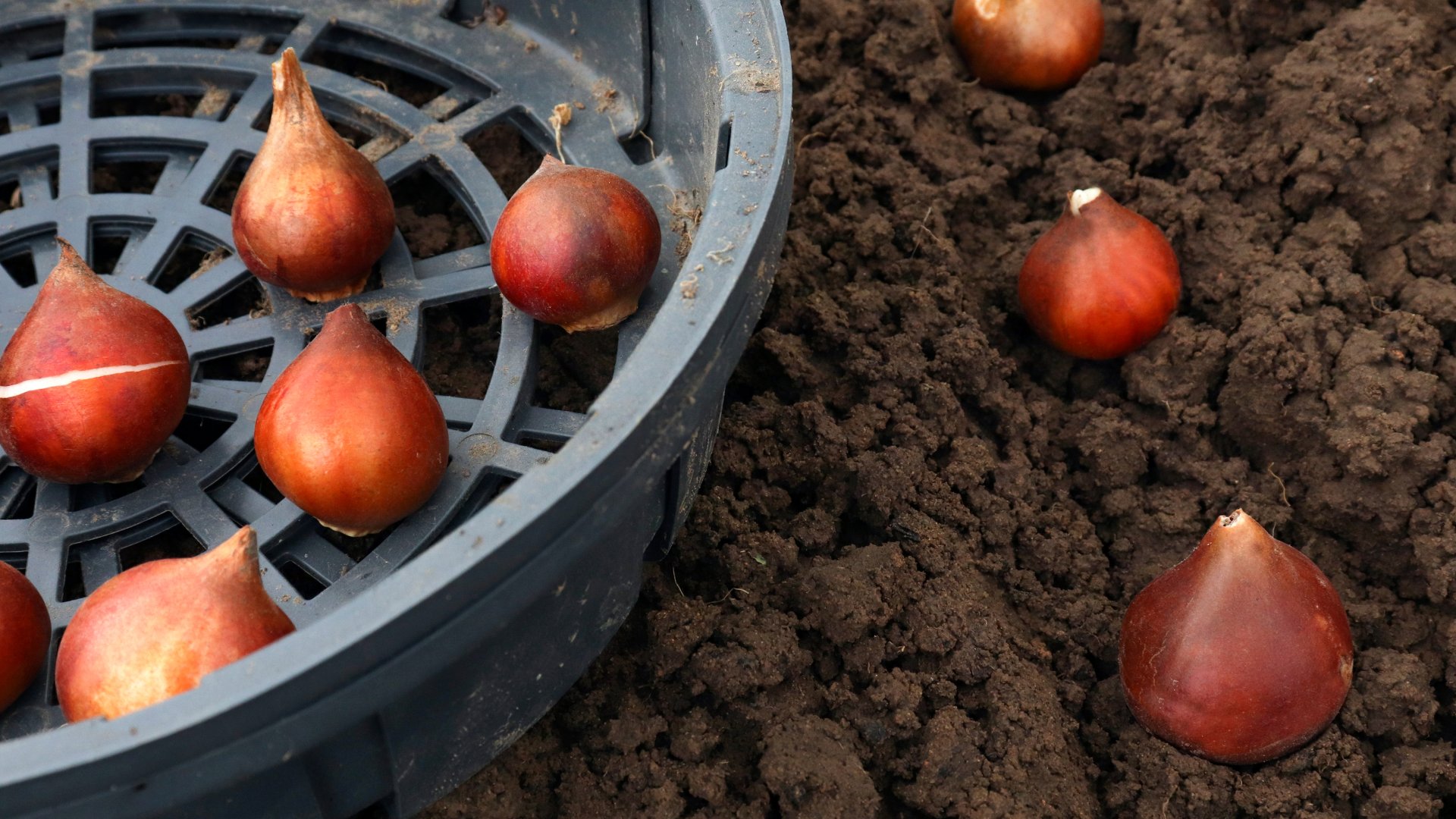 Virághagymát ültetni januárban? - lehetséges, ültesd el ezeket!