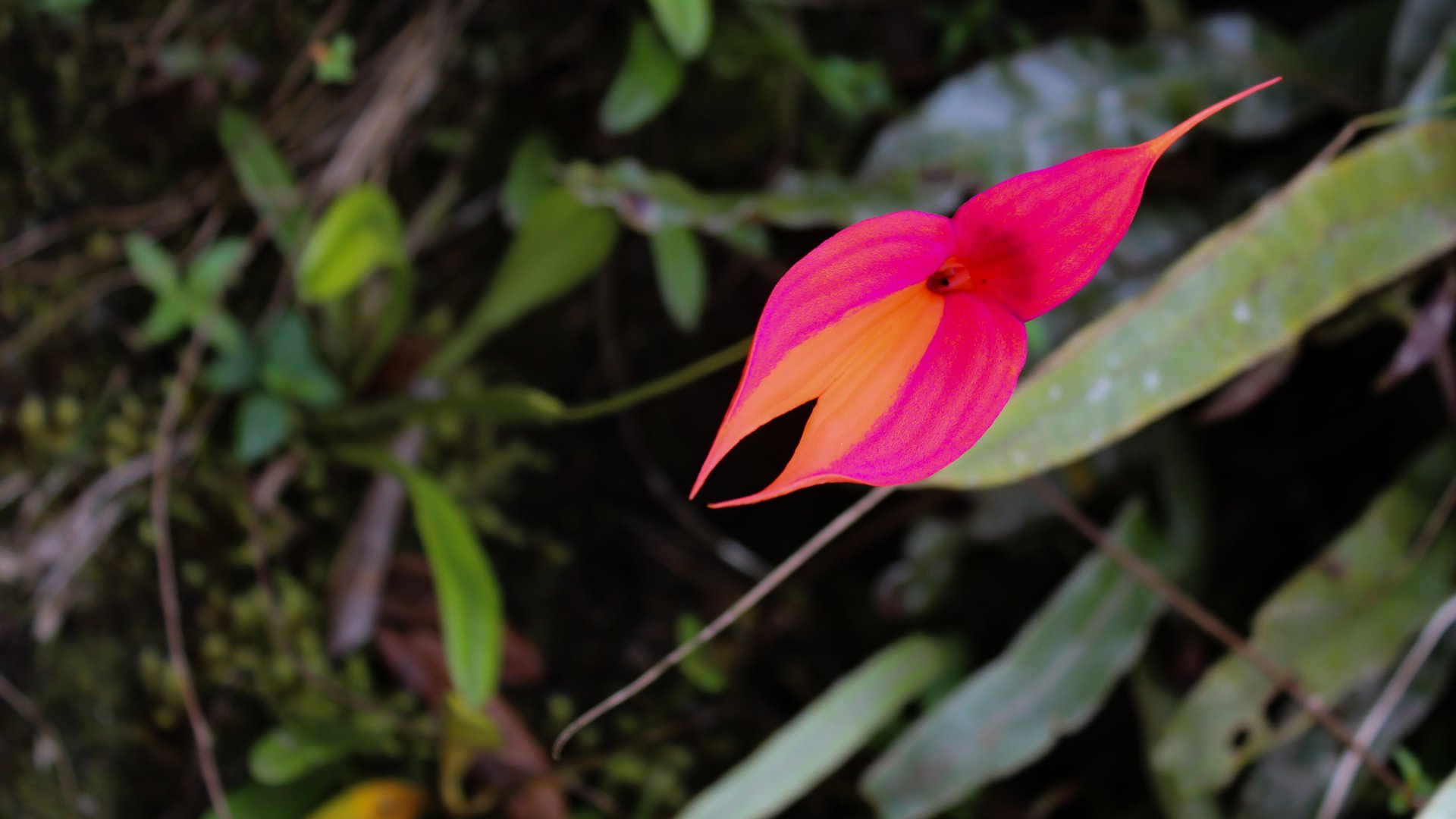 Masdevallia Veitchiana - A Masdevallia orchideák királya