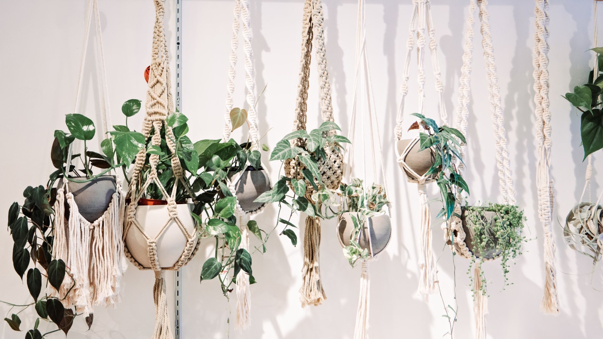 Így tudsz a plafonról növényeket lógatni
