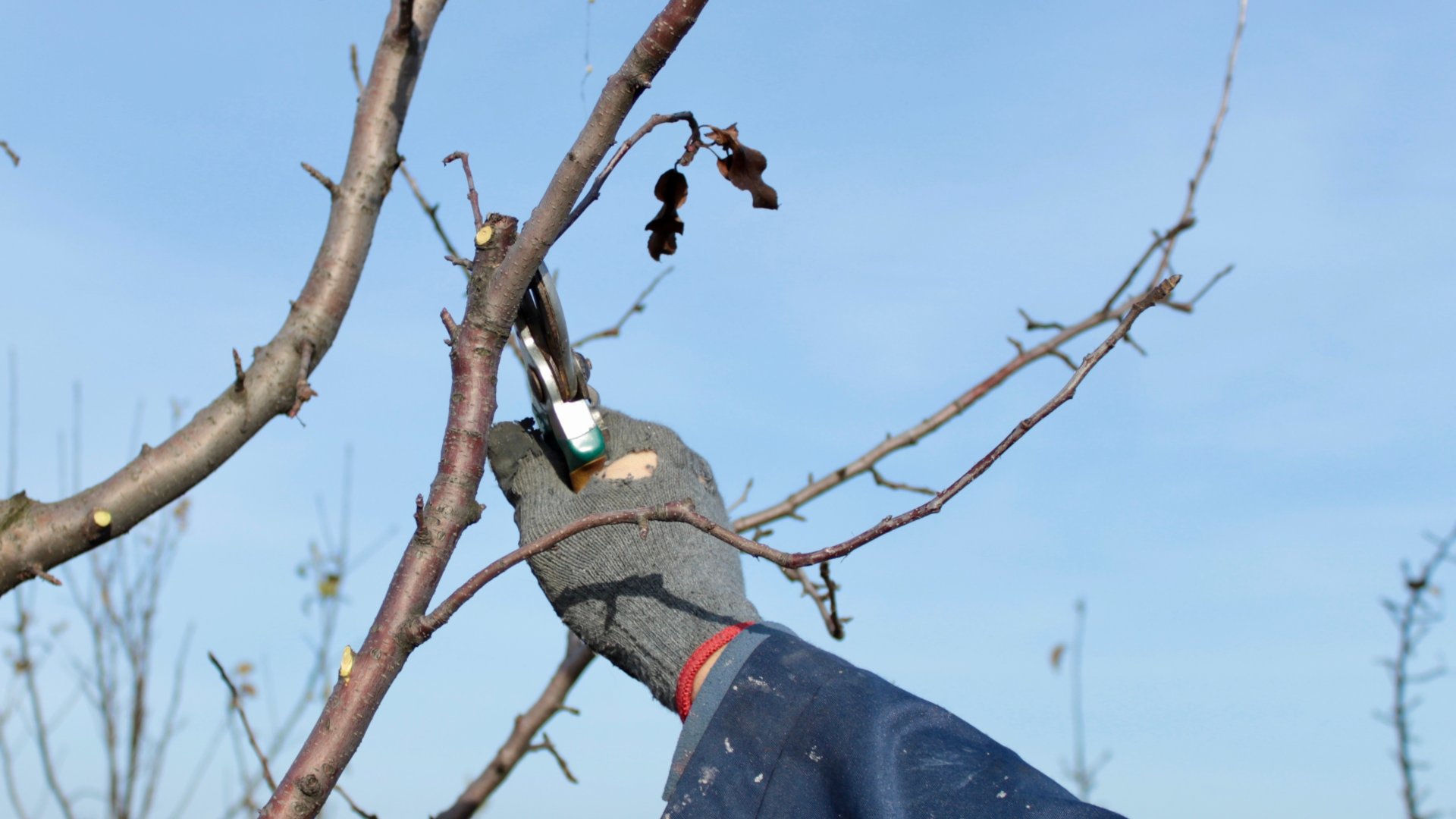 Szabad metszeni januárban? - a szakértő válaszol Szabad metszeni januárban? - a szakértő válaszol