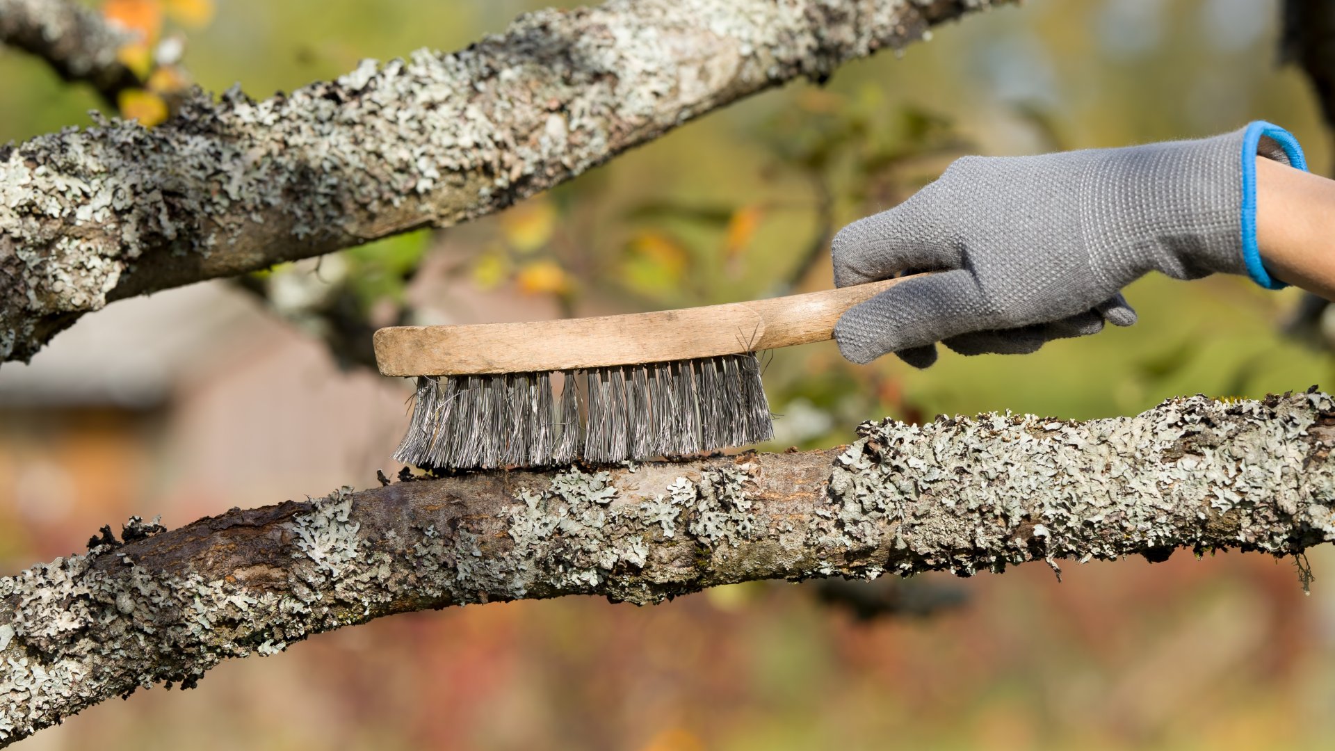 A januári kerti teendők közül ne hagyd ki a fák tisztogatását sem!