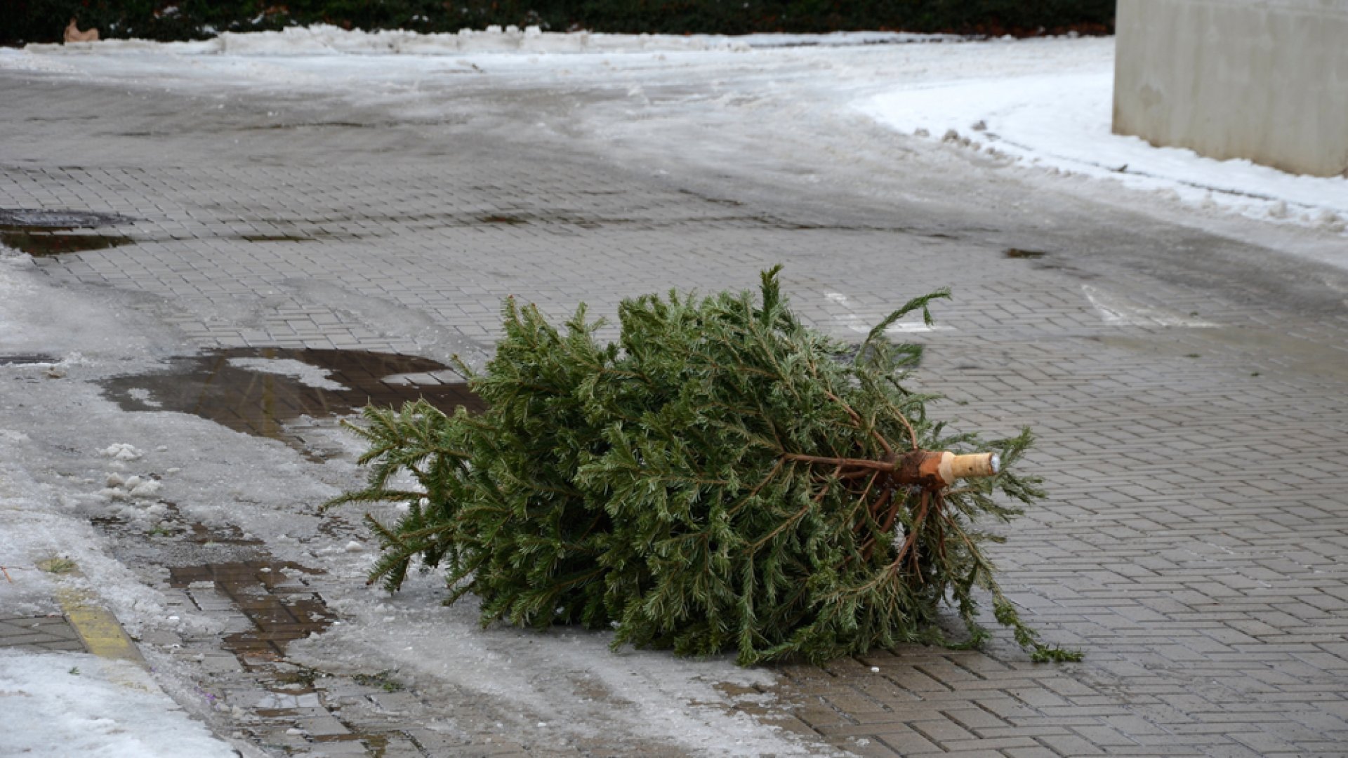 karácsonyfa felhasználása ünnepek után