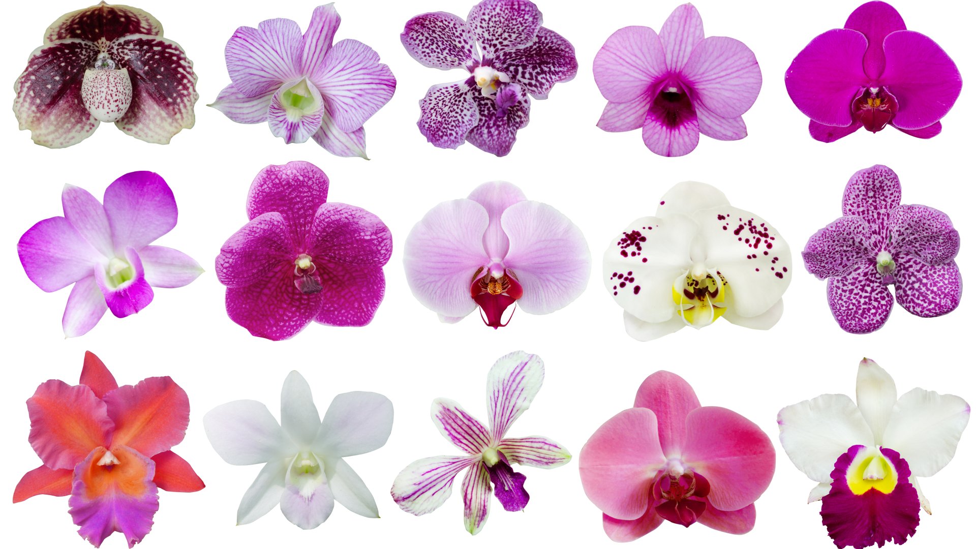 Ezt jelképezik az orchidea különböző színei, vannak szerencsehozó színek is