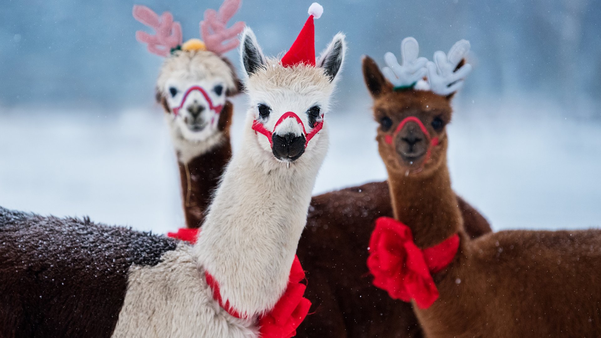 Állatkerti örökbefogadás menete Budapest