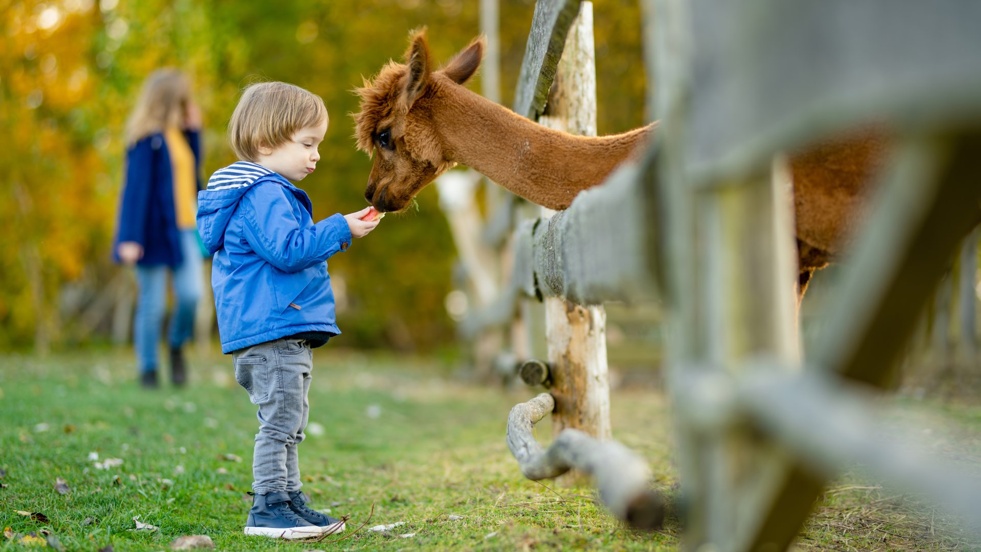 Tökéletes program gyerekekkel a téli szünetre; Ezeken a helyeken lehet itthon alpakkákat simogatni!