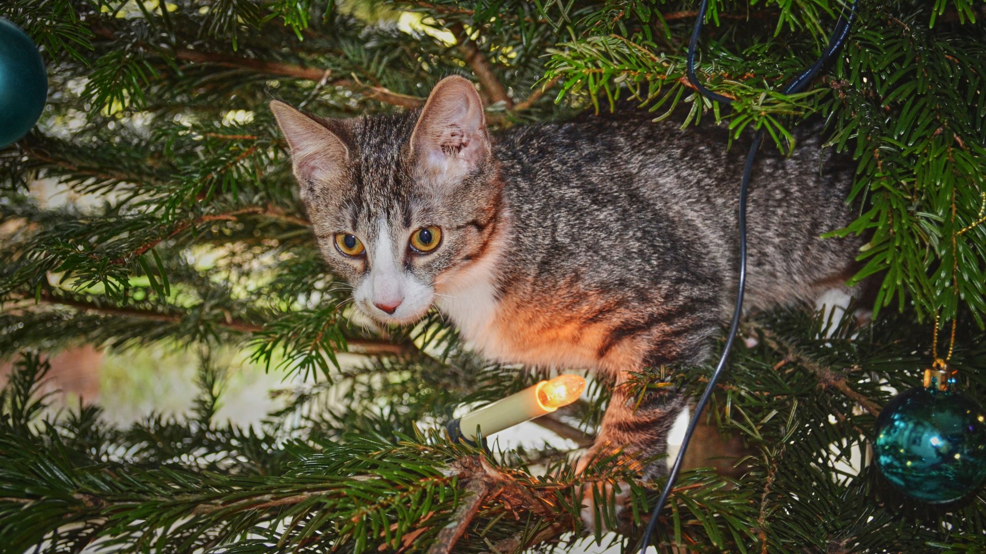 Cicák és a karácsonyfadíszek