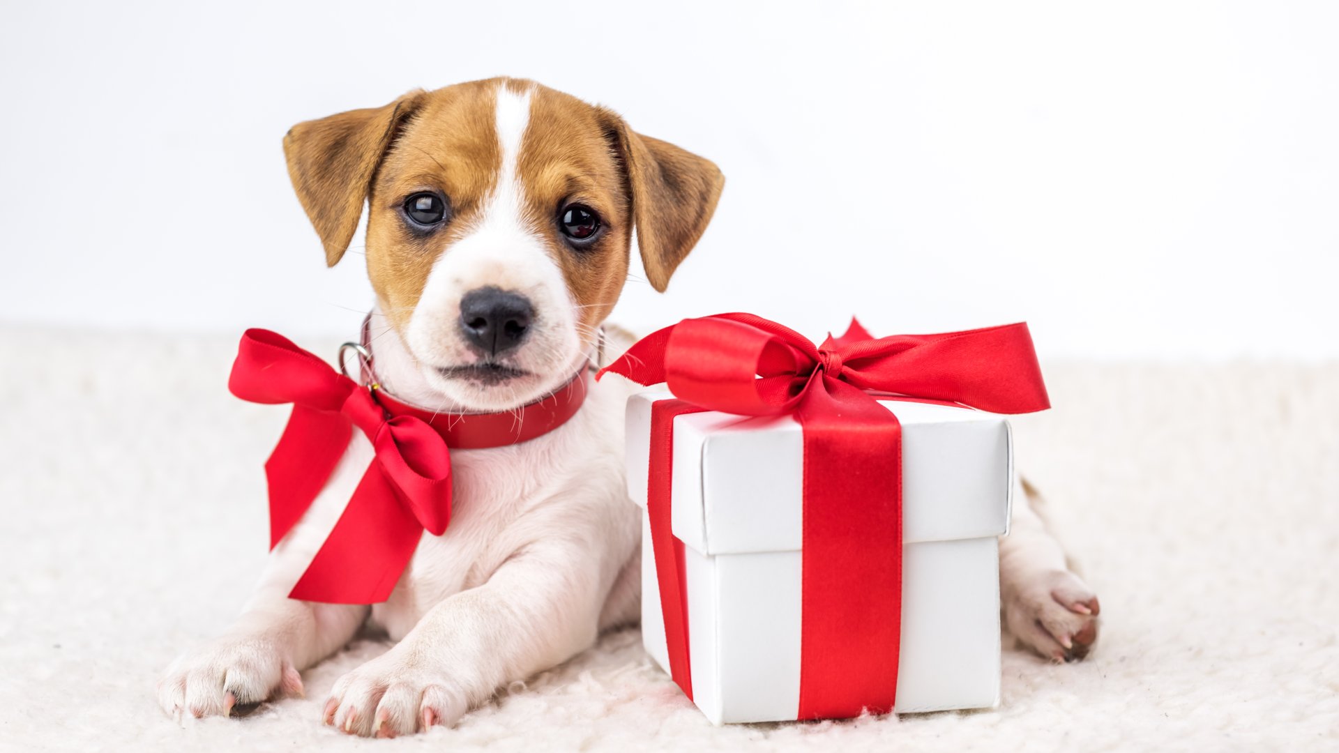 Ezért ne adj kisállatot karácsonyra