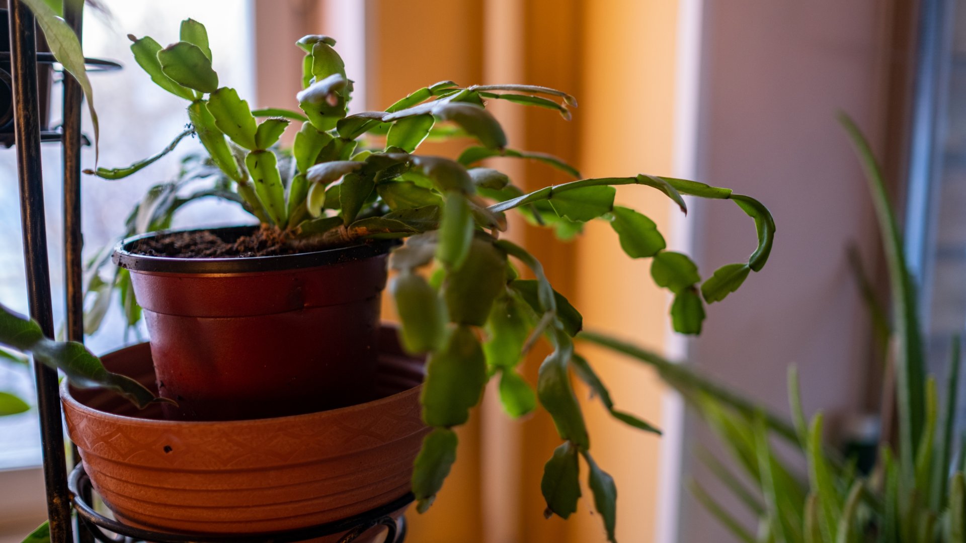 Miért hullik a karácsonyi kaktuszom bimbói?