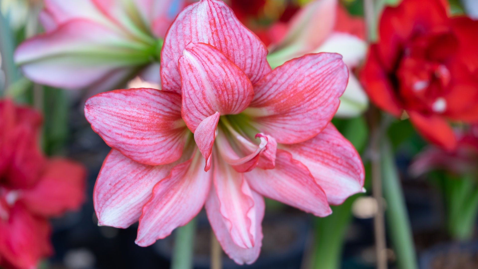 Tudtad, hogy ezek a karácsonyi virágok a penészt is kiírtják?