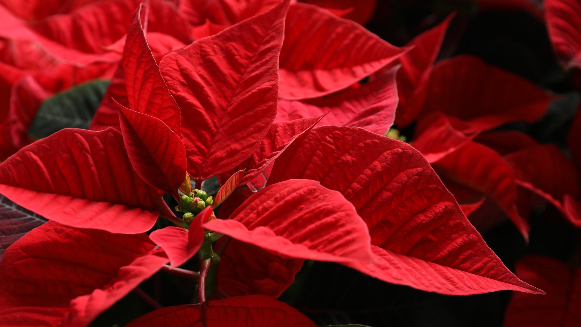 A mikulásvirágod több évig is virágozhat, ha így ápolod