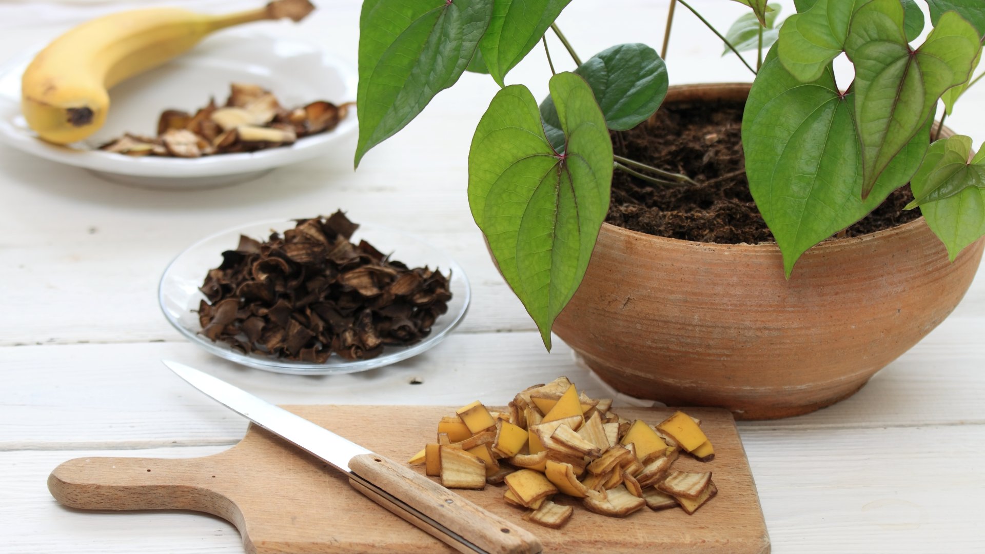Természetes tápanyagok a szobanövények számára: banánhéj, zacc és cukor?