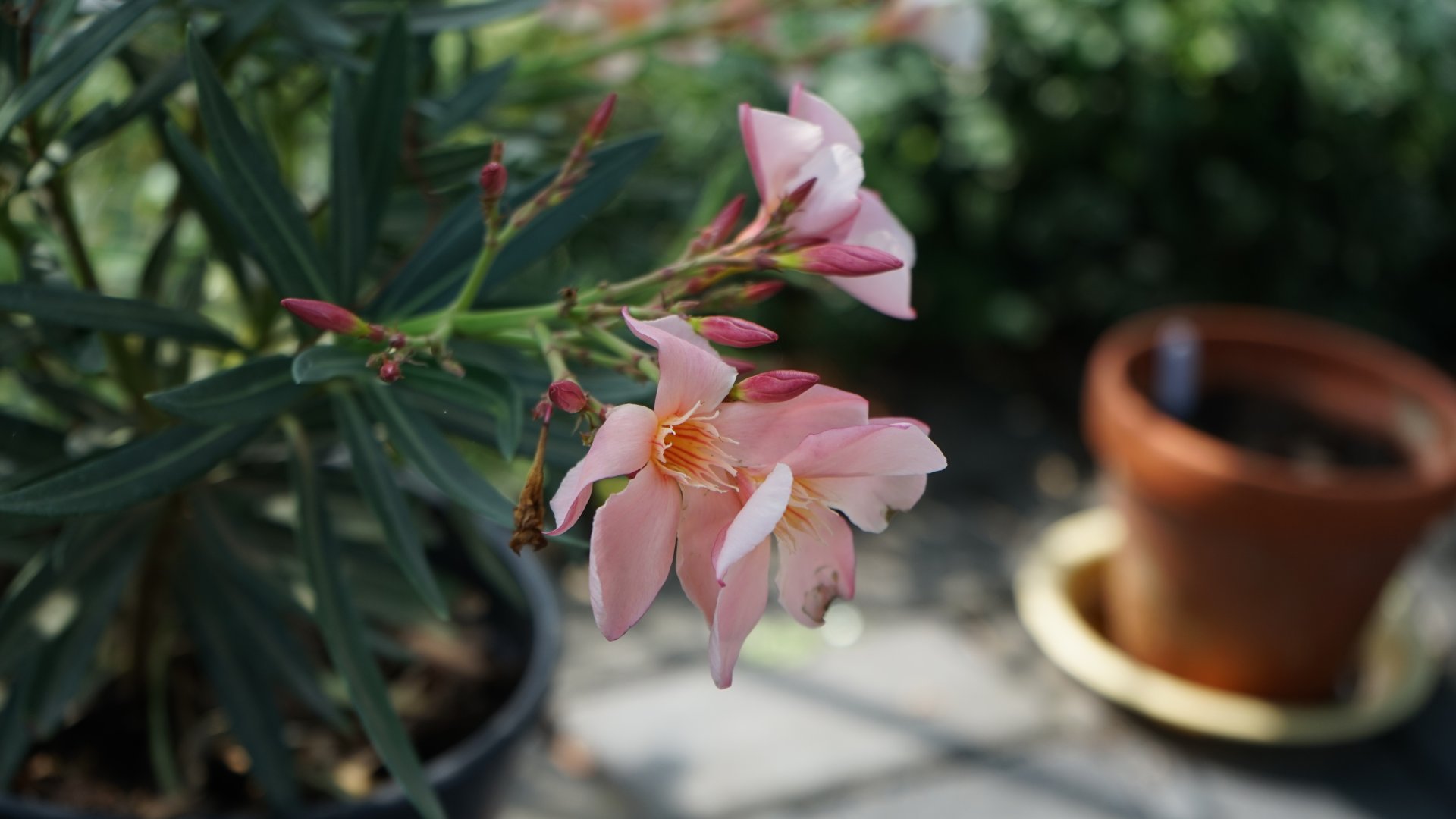Kint is teleltethetjük a Leandert? - Tanácsok és Különféle Megközelítések