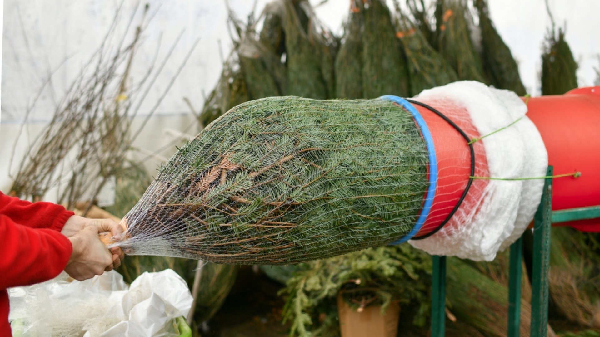 IKEA fenyővásár akció 2023 árak