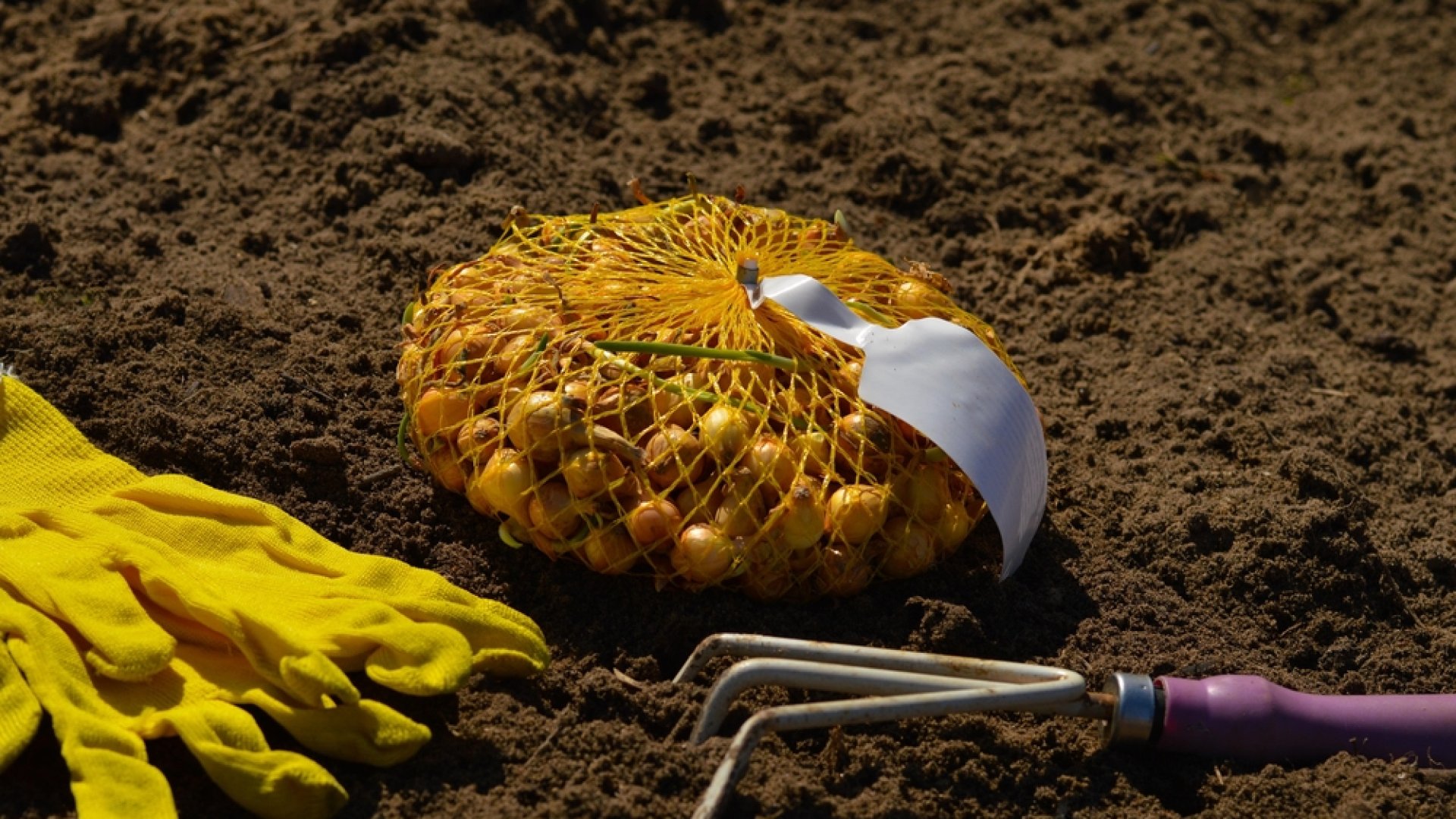 Tudtad, hogy decemberben elvetheted a hagymát? - a késleltetett csírázás művészete