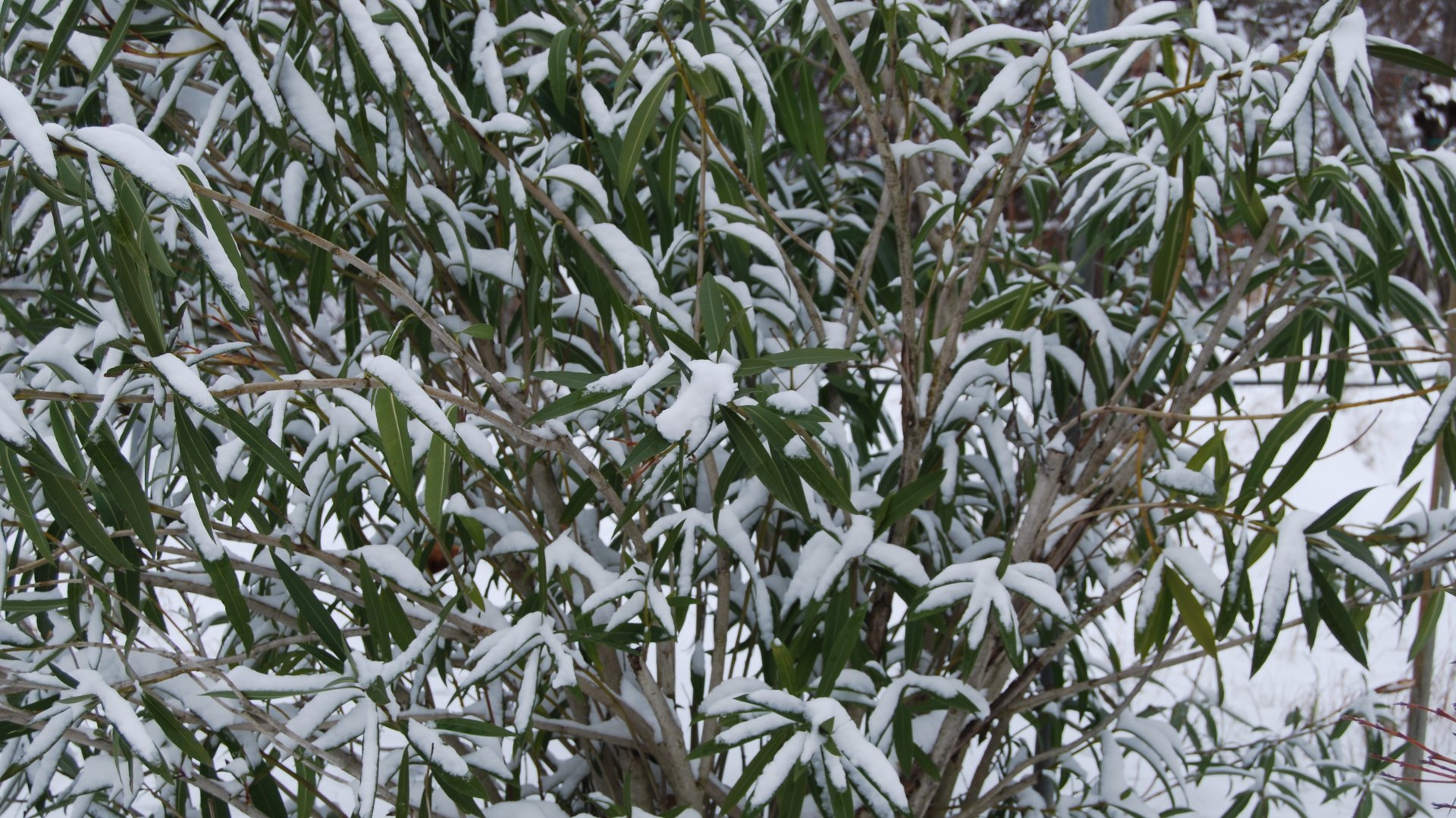 A nagymamámtól tanultam ezt a leander teleltetési technikát – Mióta így csinálom minden nyáron ontja a virágot