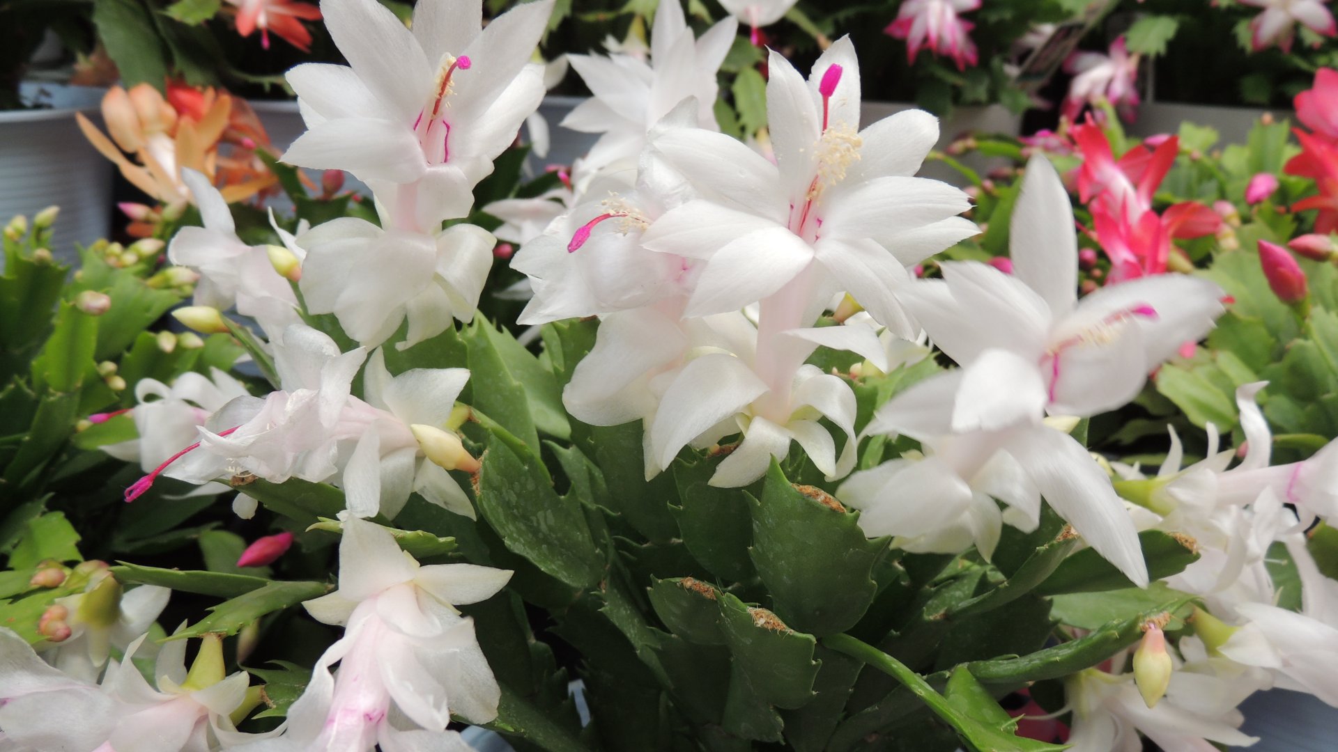 5 hiba, amit a karácsonyi kaktusz gondozása során vétünk