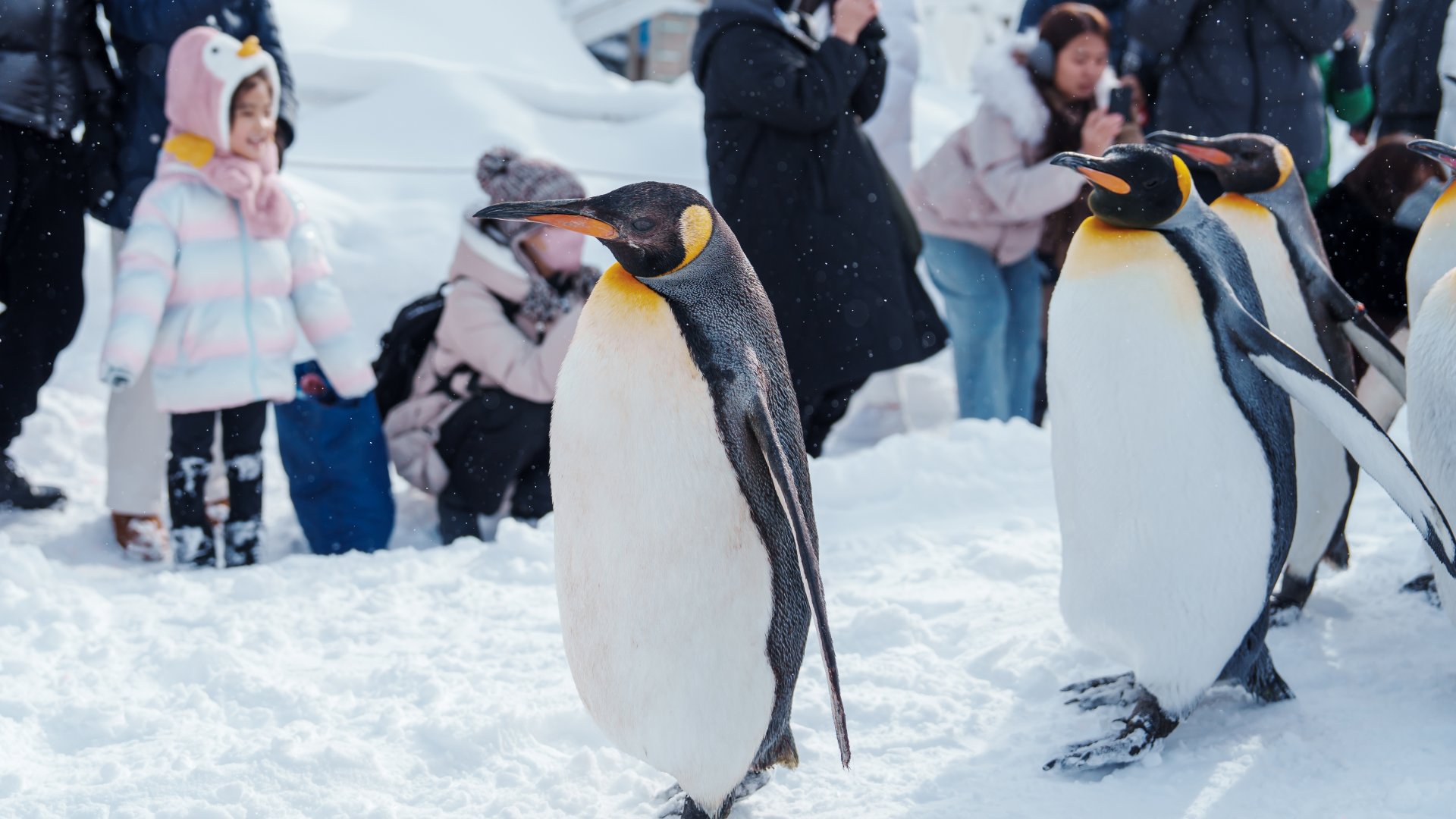 Pingvinekkel sétálhatunk a Jászberényi Állatkertben mindennap!