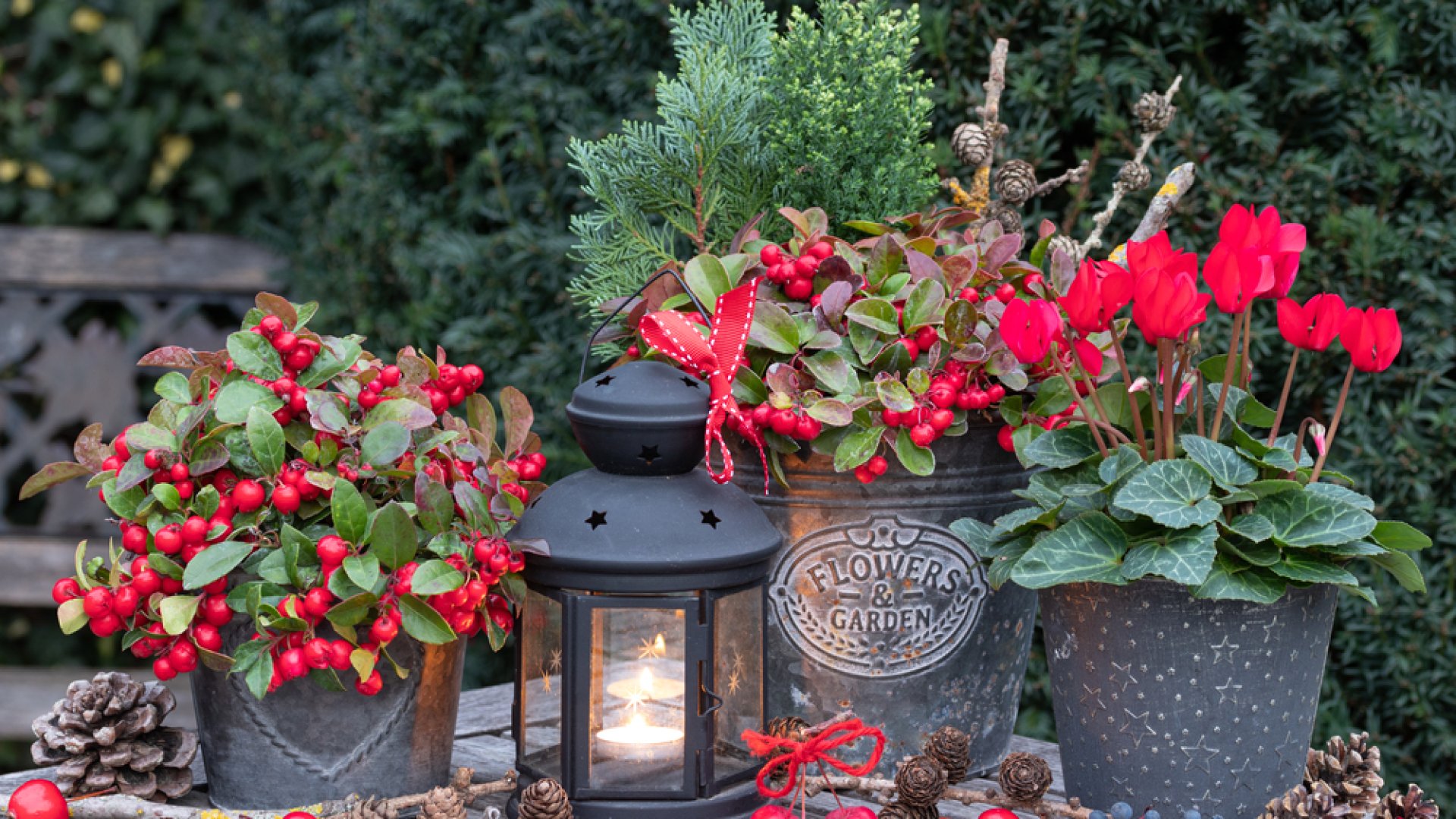 4 télálló növény ablakba