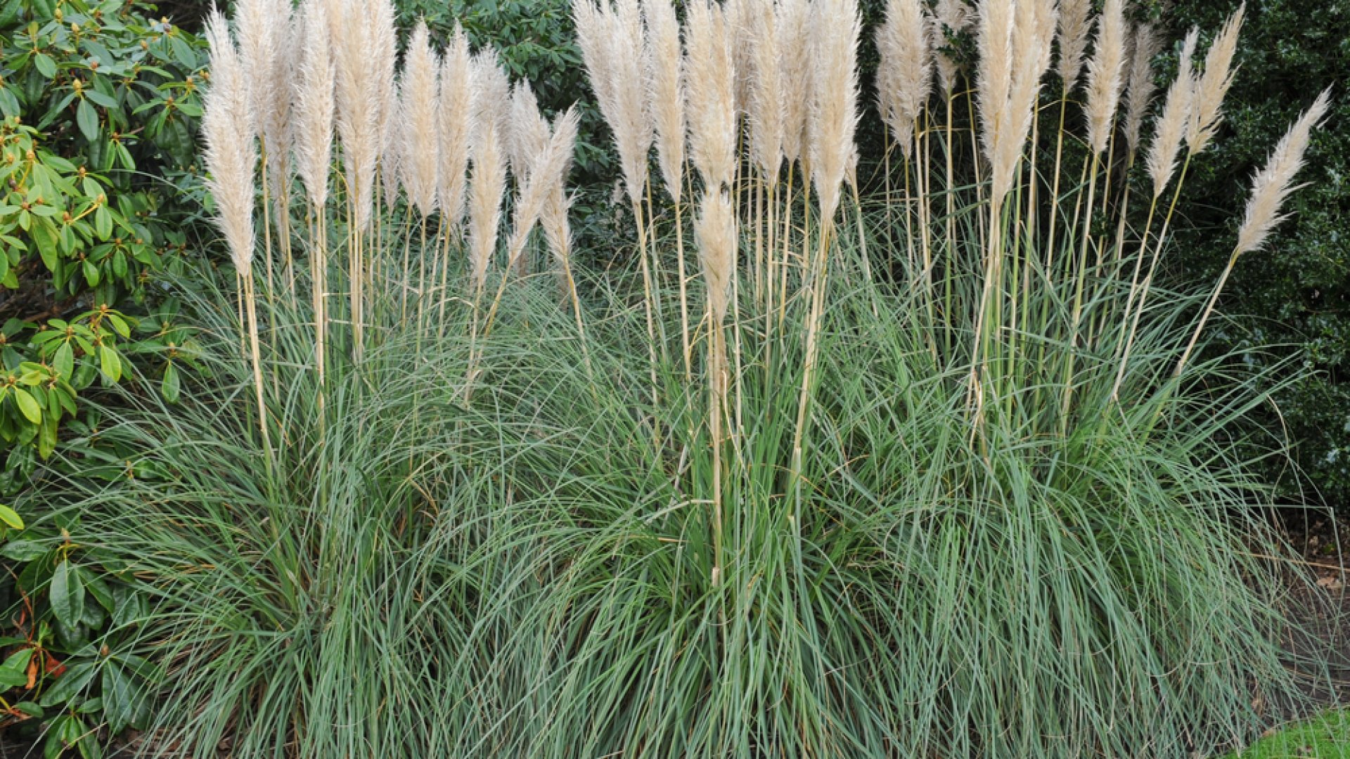 Pampafű téliesítése