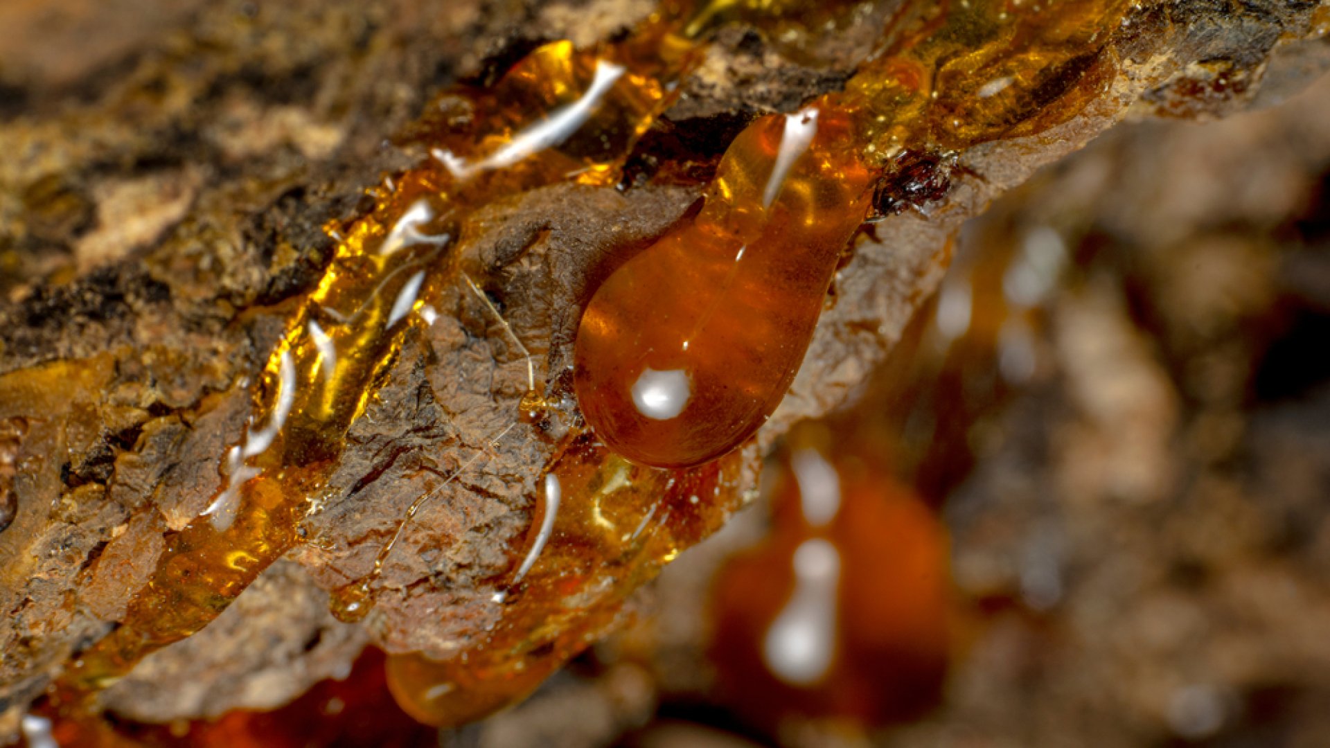 Mit jelez a fa törzsén megjelenő gyanta?