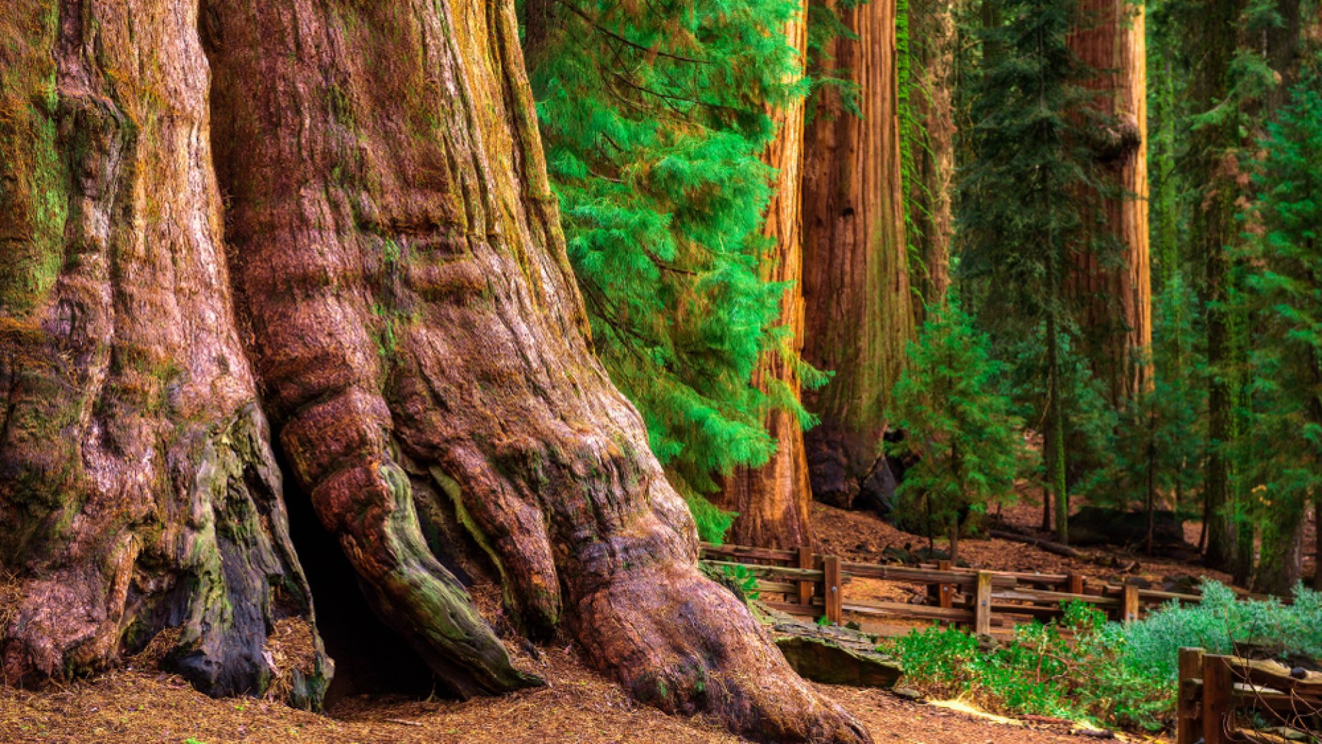 Majdnem 100 méter magas- meg fogsz lepődni, hol található a világ legnagyobb fája