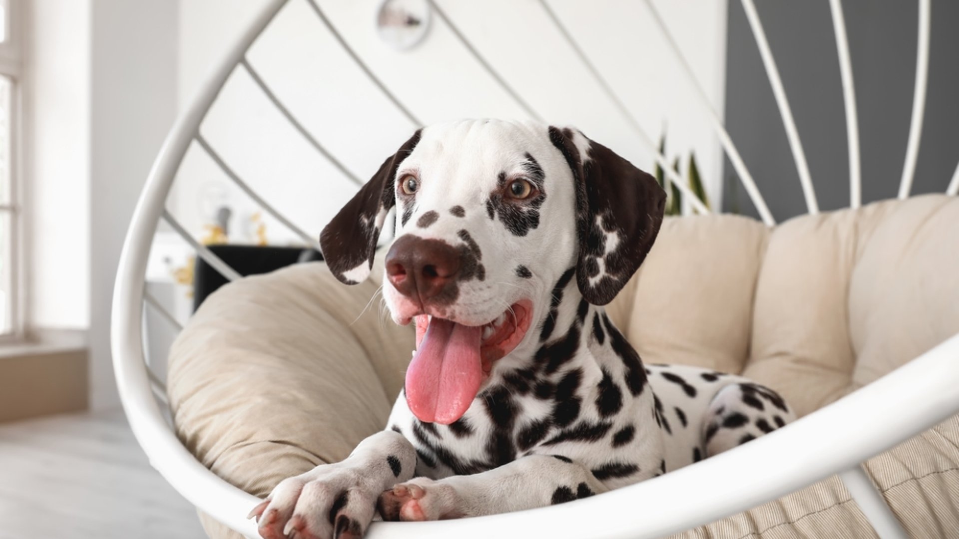 A világ egyik legősibb és legkülönlegesebb kutyája: Meglepő érdekességek a dalmatáról