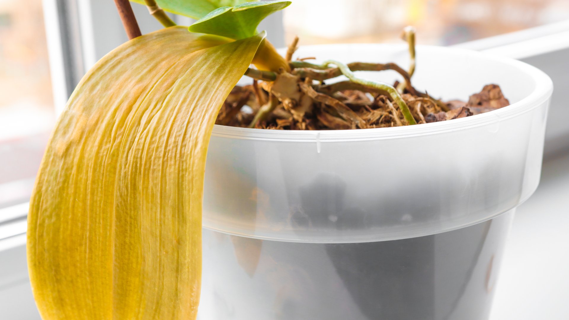 Ezért száradnak el az orchideád levelei télen