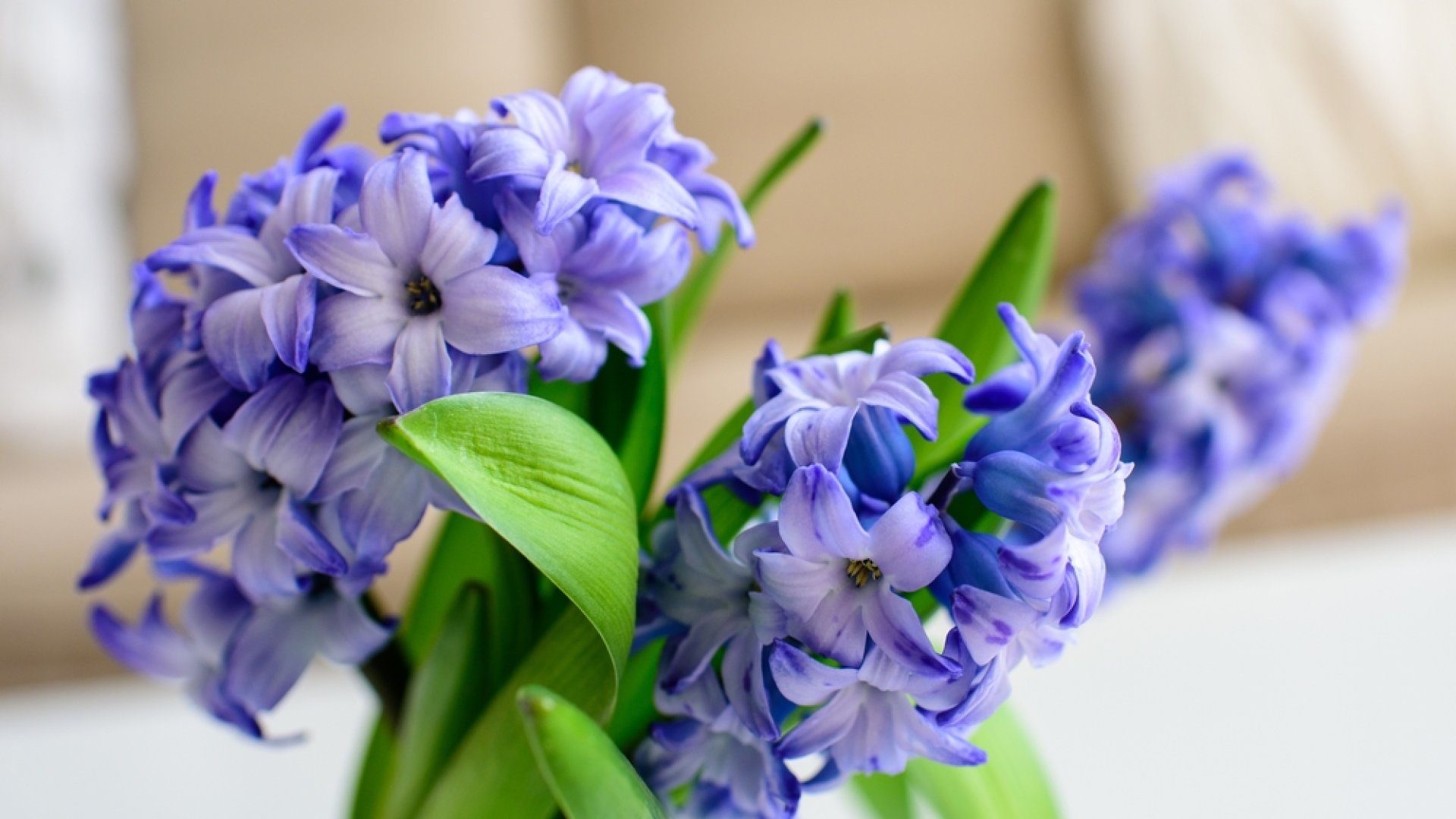 Télen is lehet csodaszép virágod: A jácint téli ápolása