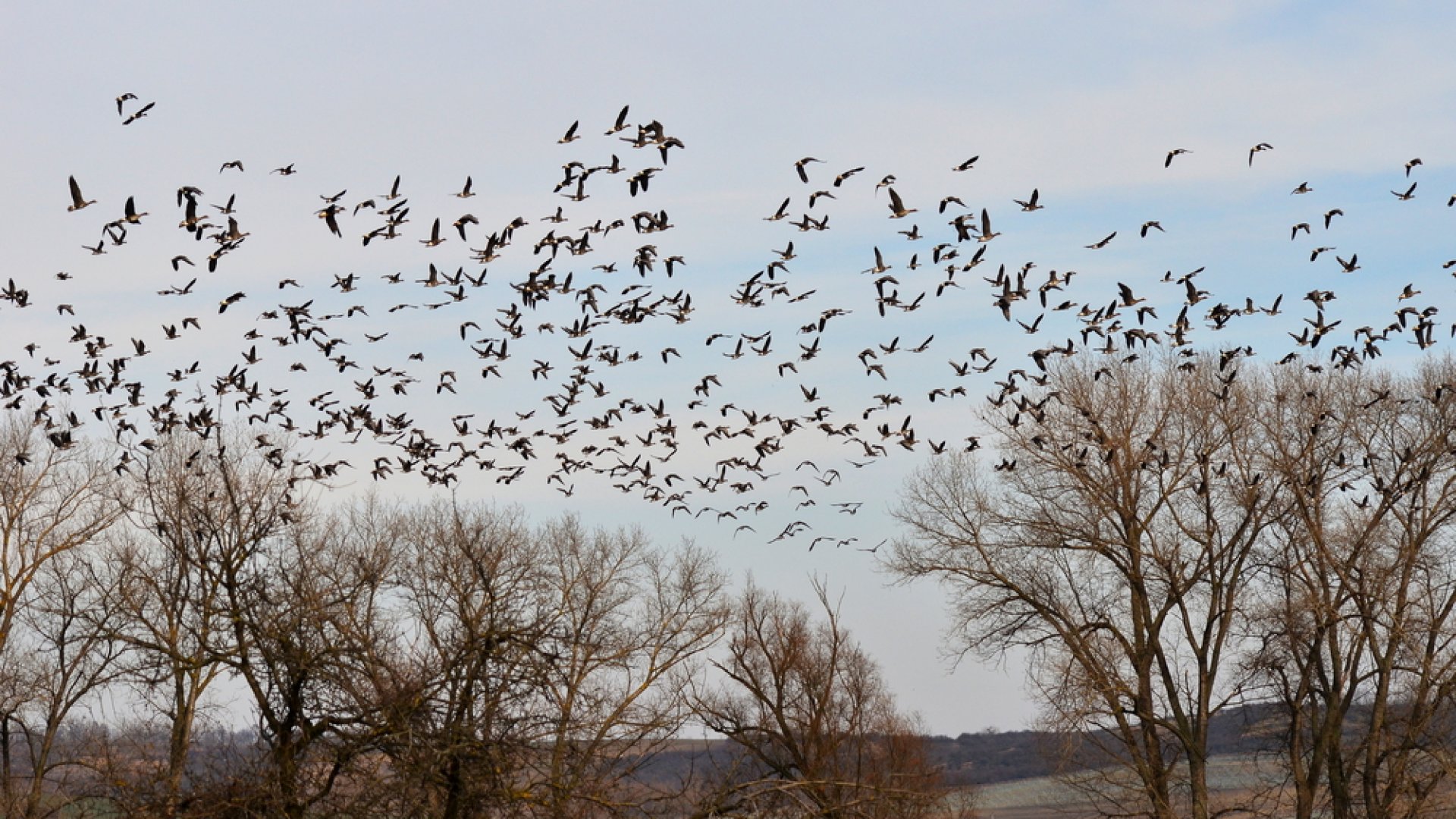 Lélegzetelállító videót készítettek a több ezer vadlúd vonulásáról a tatai Öreg-tónál