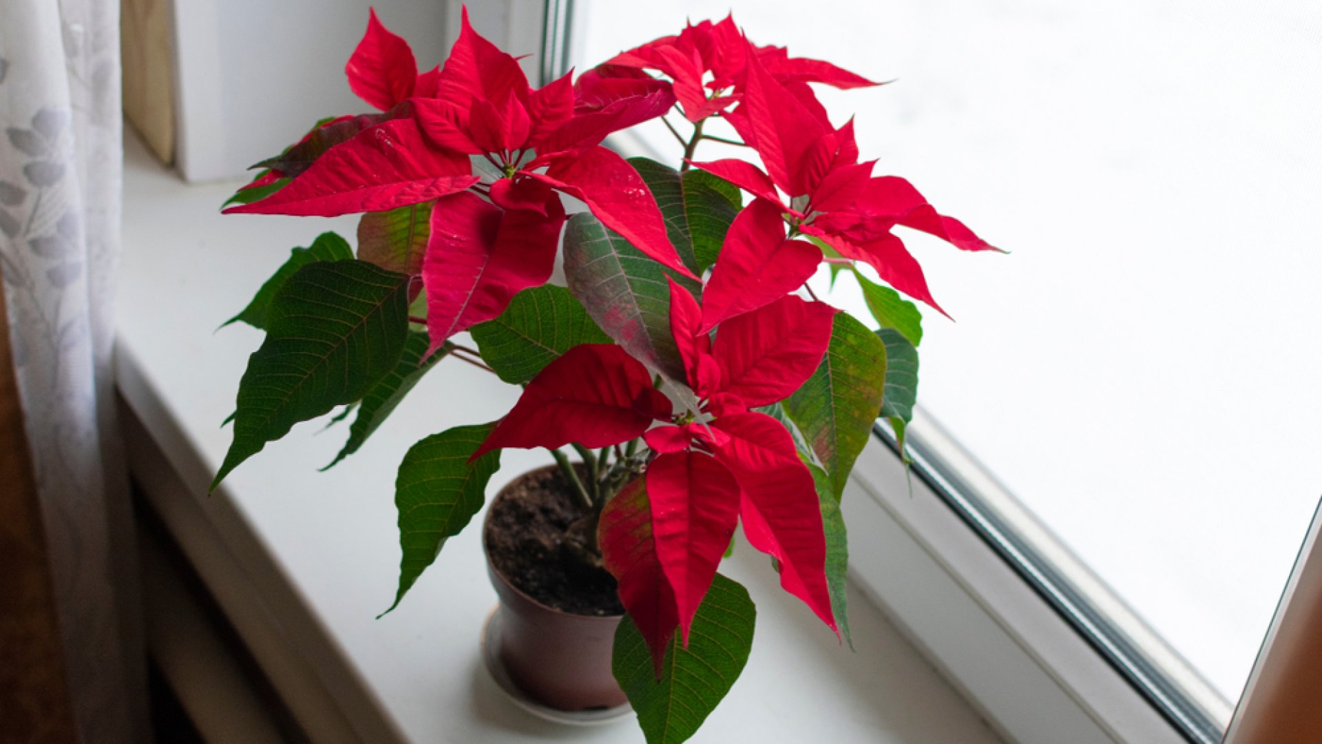 Hova érdemes tenni a mikulásvirágot, hogy sokáig szép legyen?