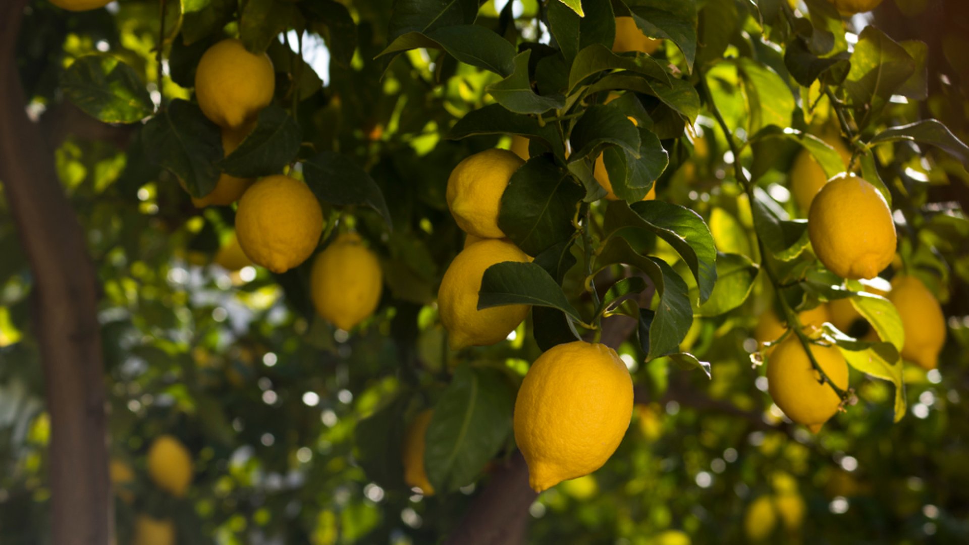 Szedd magad citromszüretet tartanak ezen a kis magyar településen