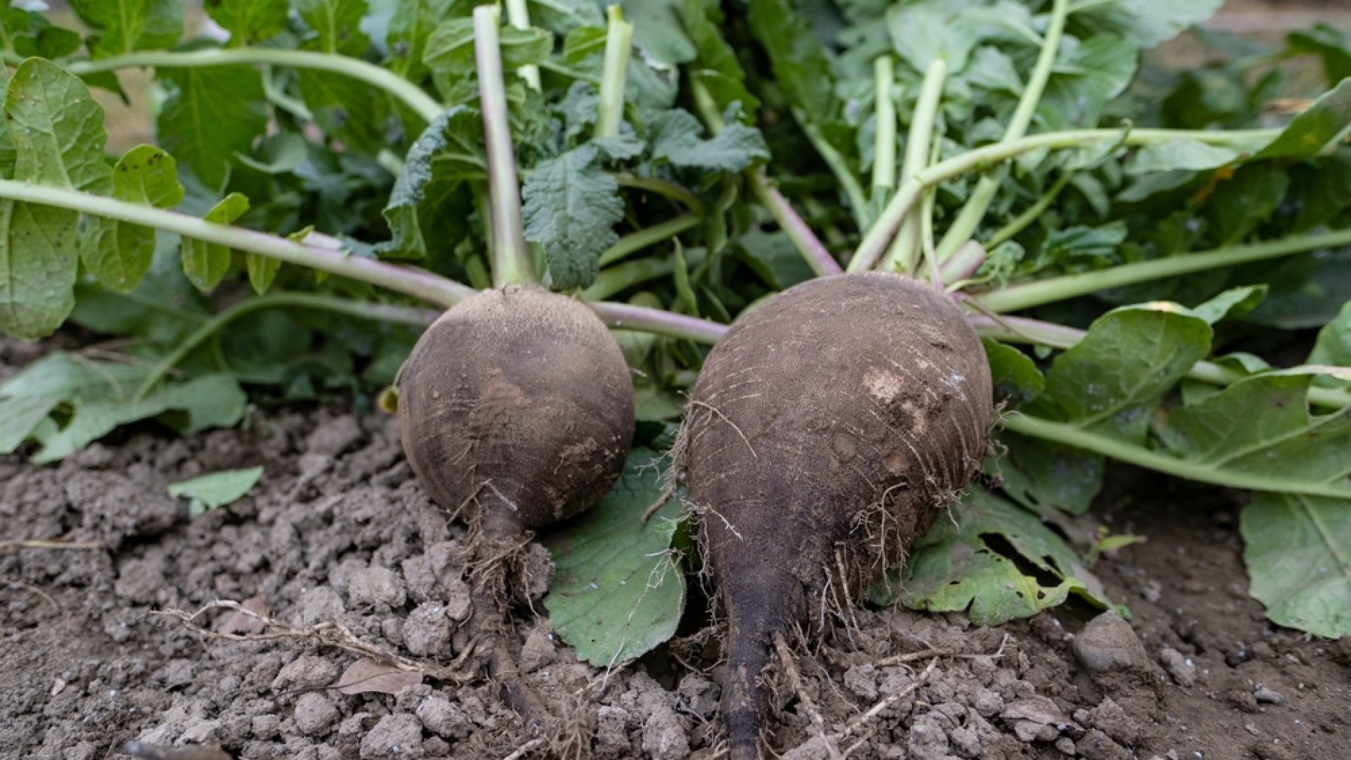 A fekete retek pozitív hatásai – ez a zöldség egy igazi gyógyító