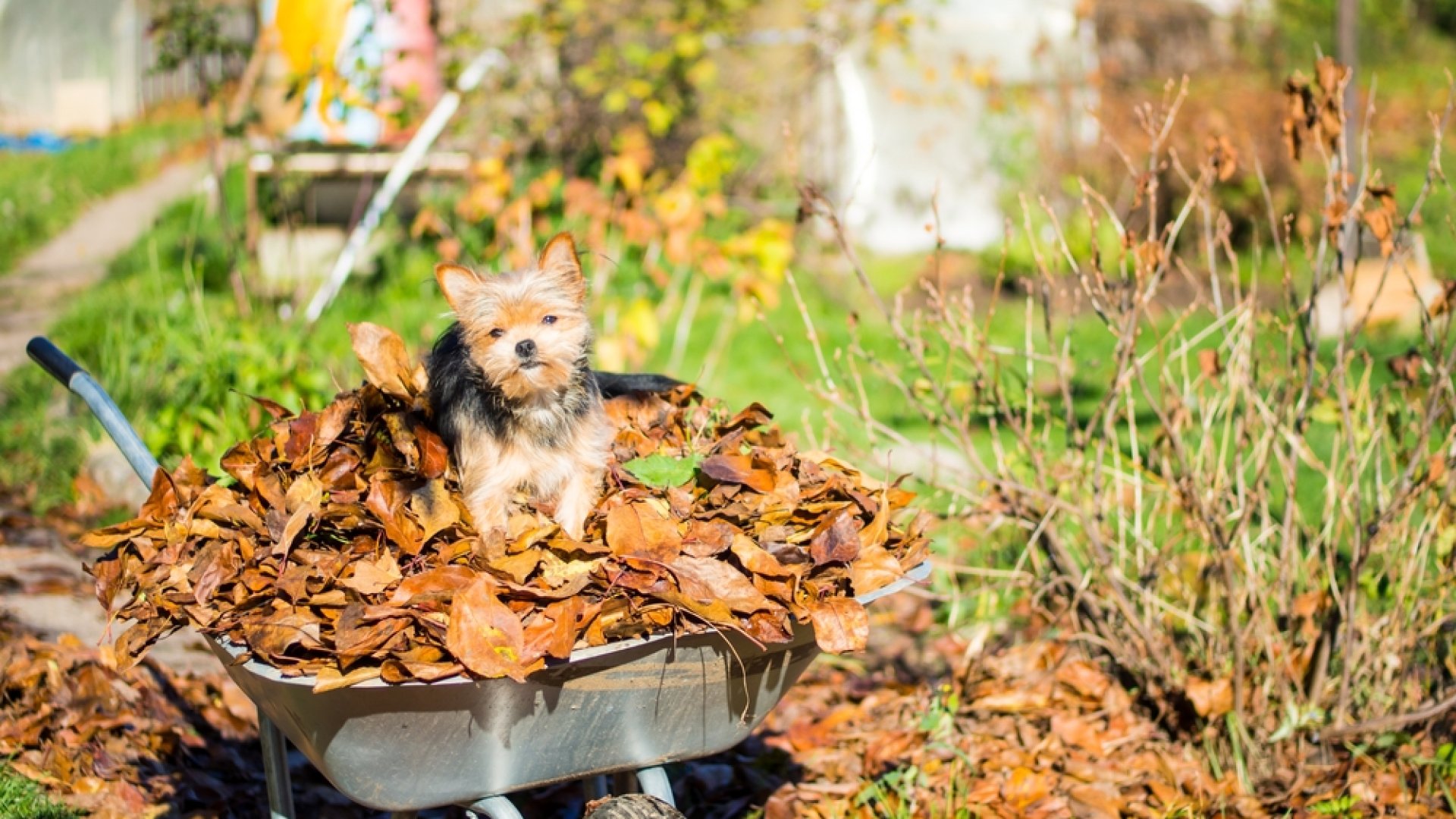 Mutatok 5 tippet, hogyan használd fel a kerti avart praktikusan!