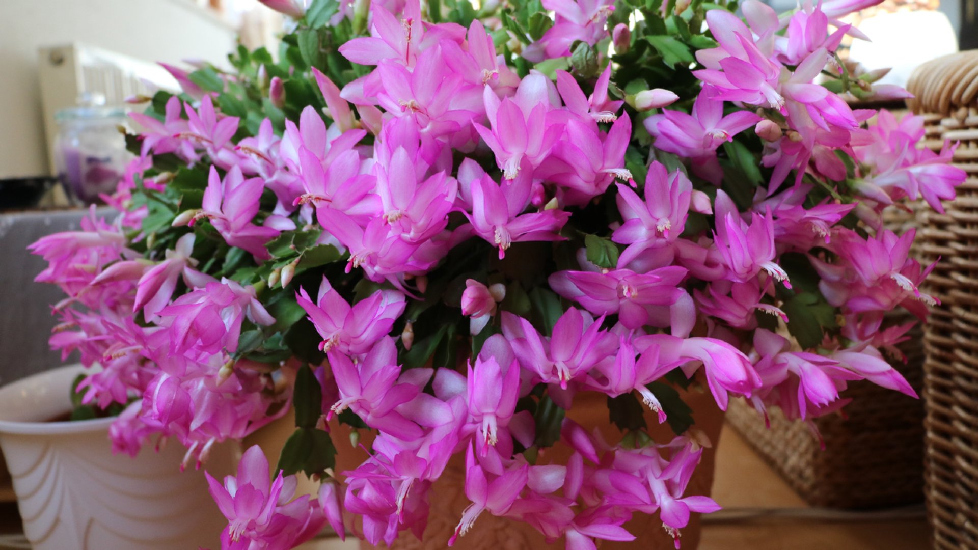 dús karácsonyi kaktusz karácsonyi kaktusz