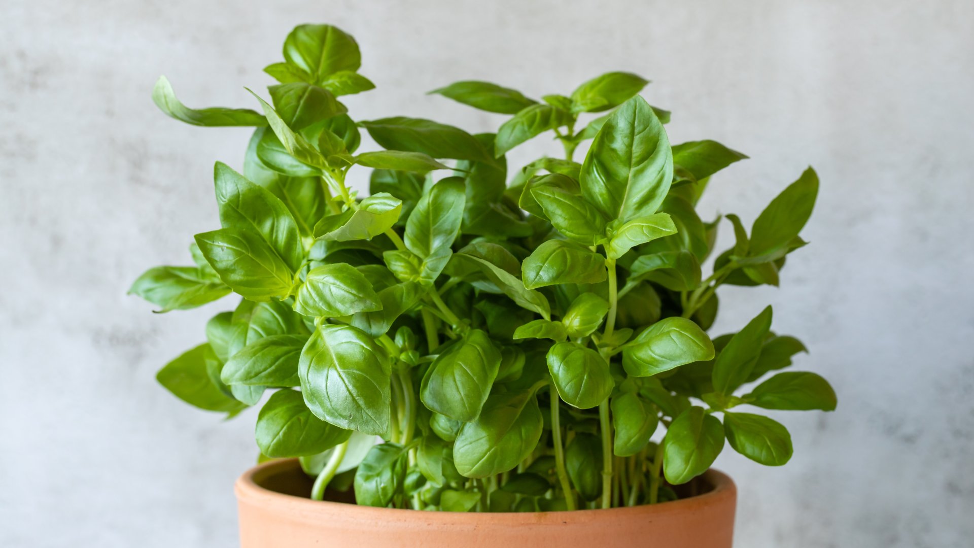 Hogyan mentheted meg az életét a Cserepes Bazsalikomnak?