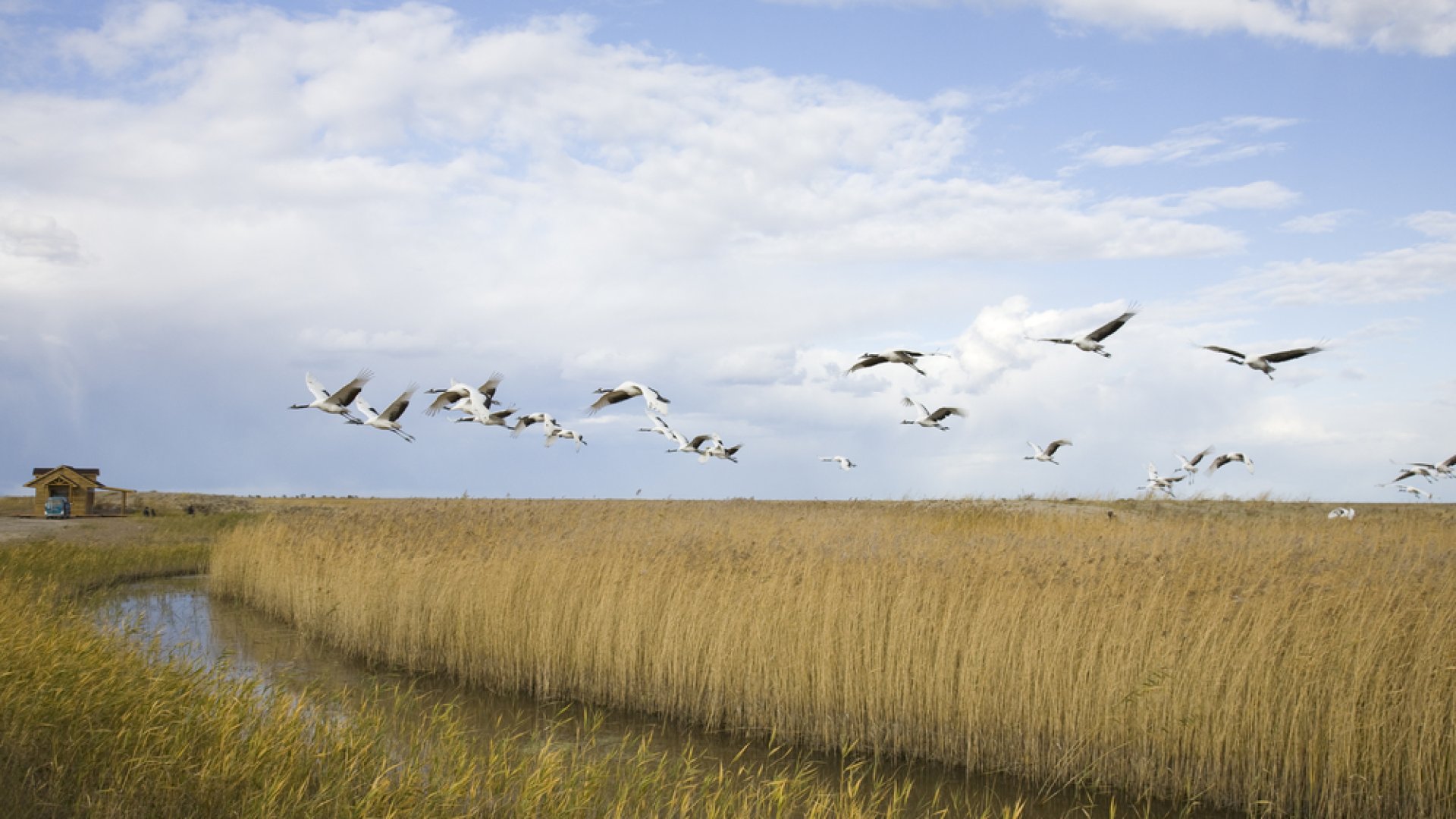 Őszi darulesekre várják a látogatókat a szegedi Fehér-tónál